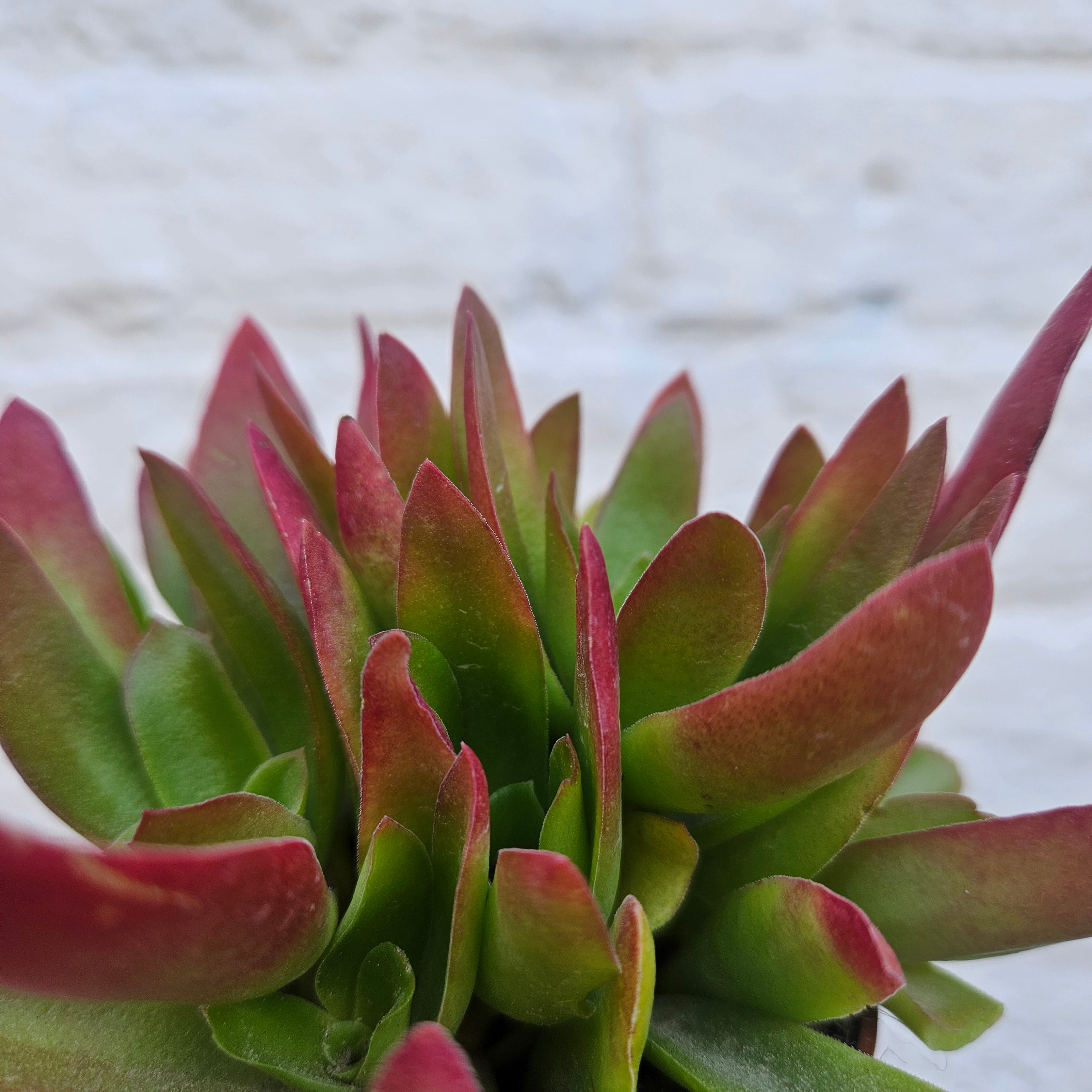 Crassula capitella (Various Varieties)