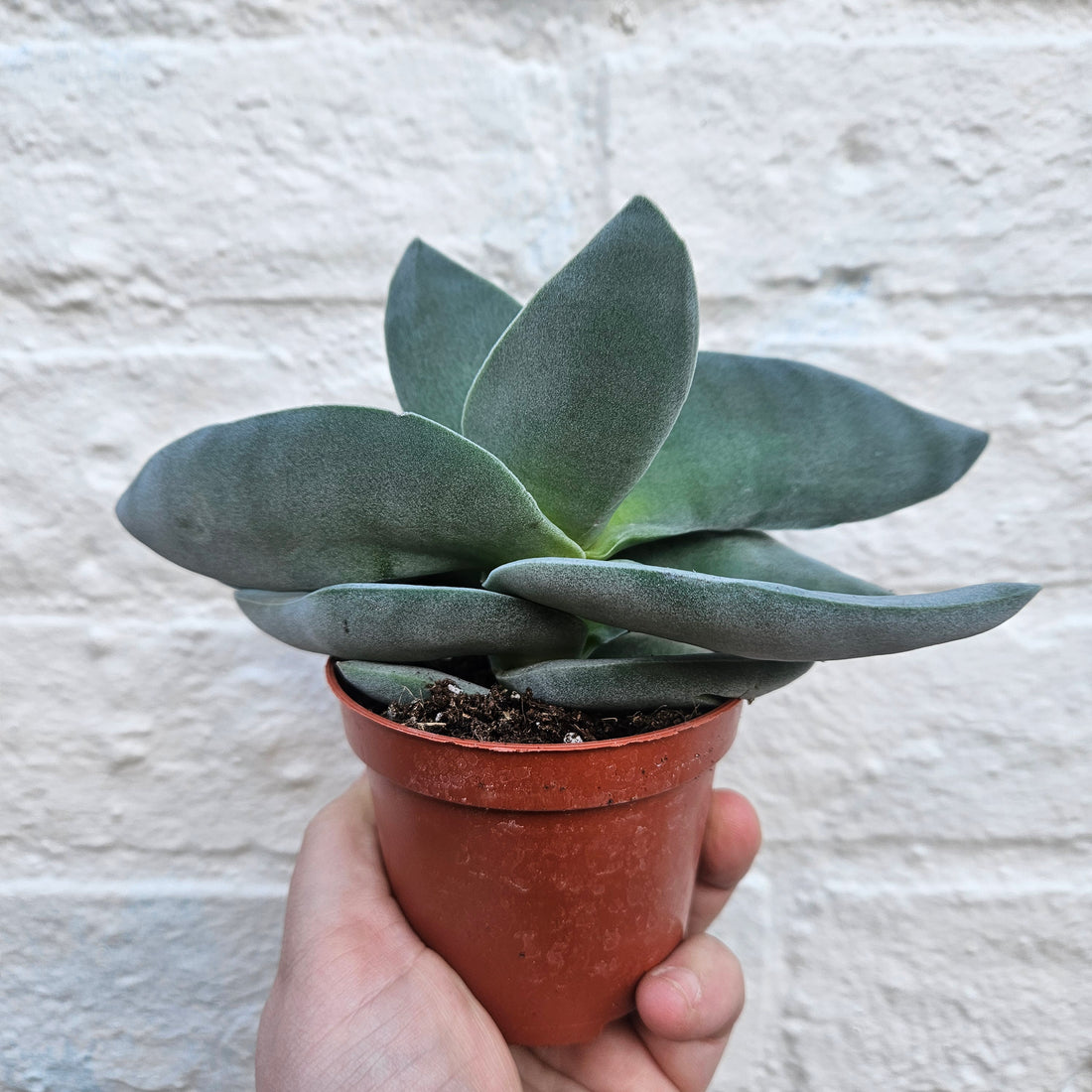 Crassula falcata &