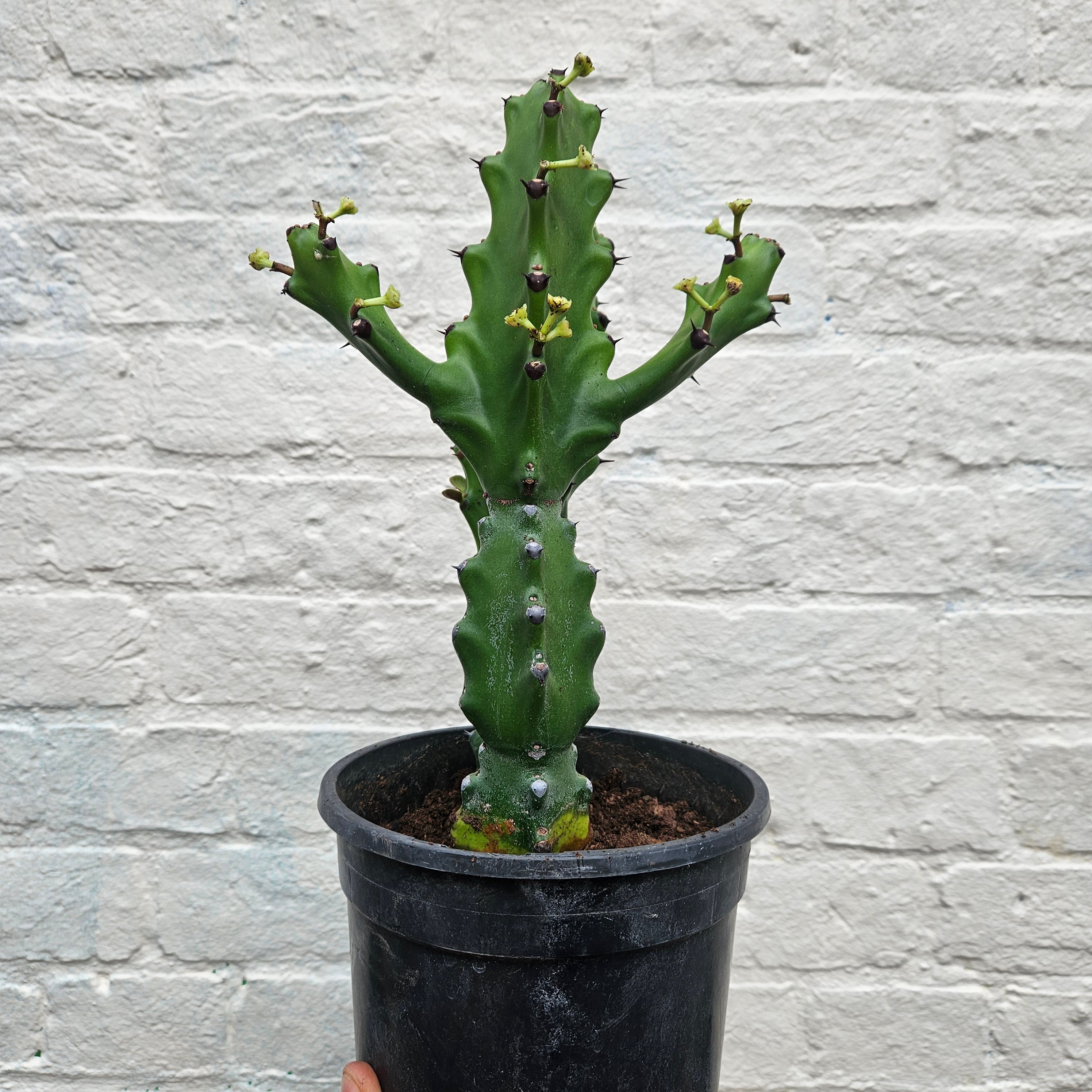 Euphorbia mayurnathanii (Mayurnath’s Spurge)