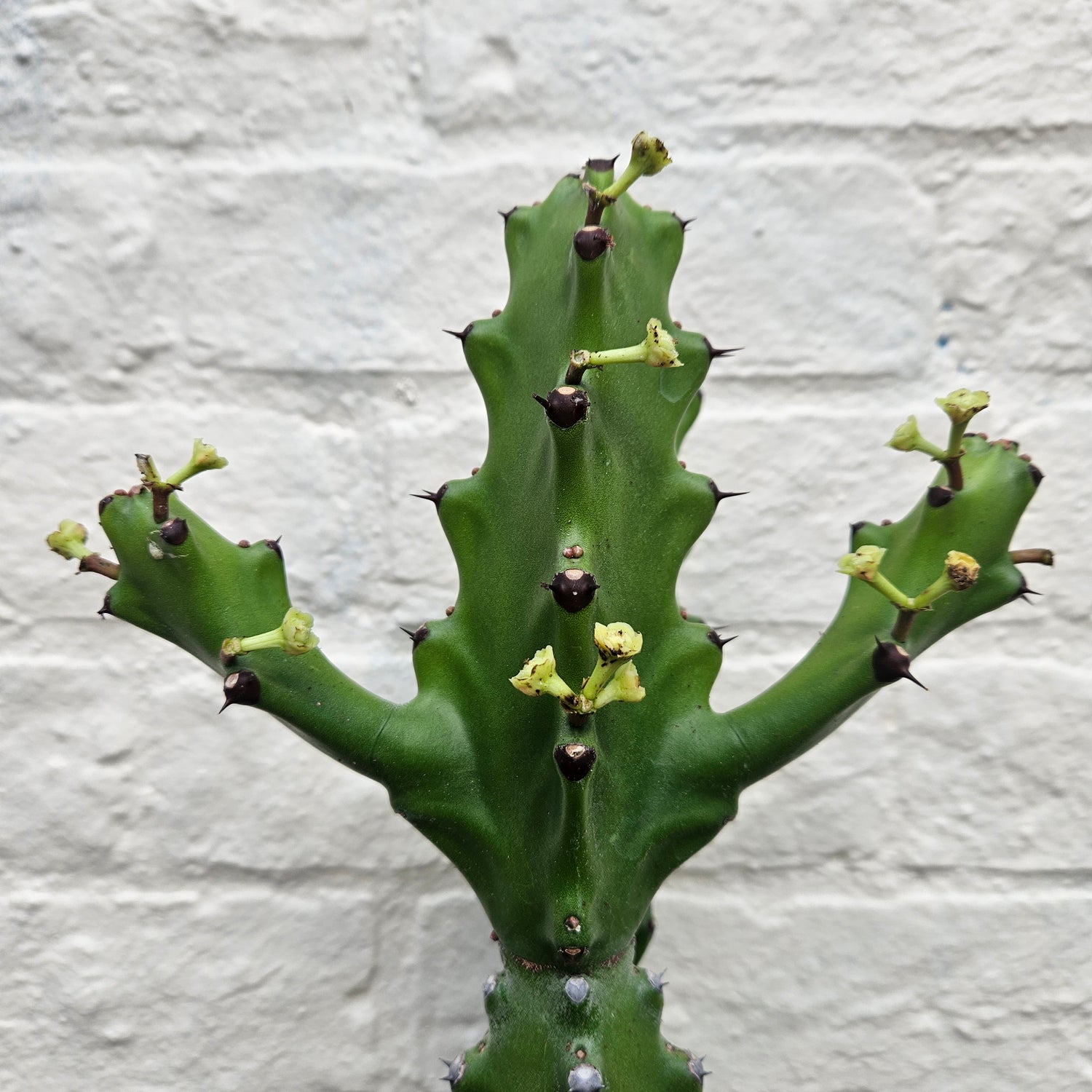 Euphorbia mayurnathanii (Mayurnath’s Spurge)