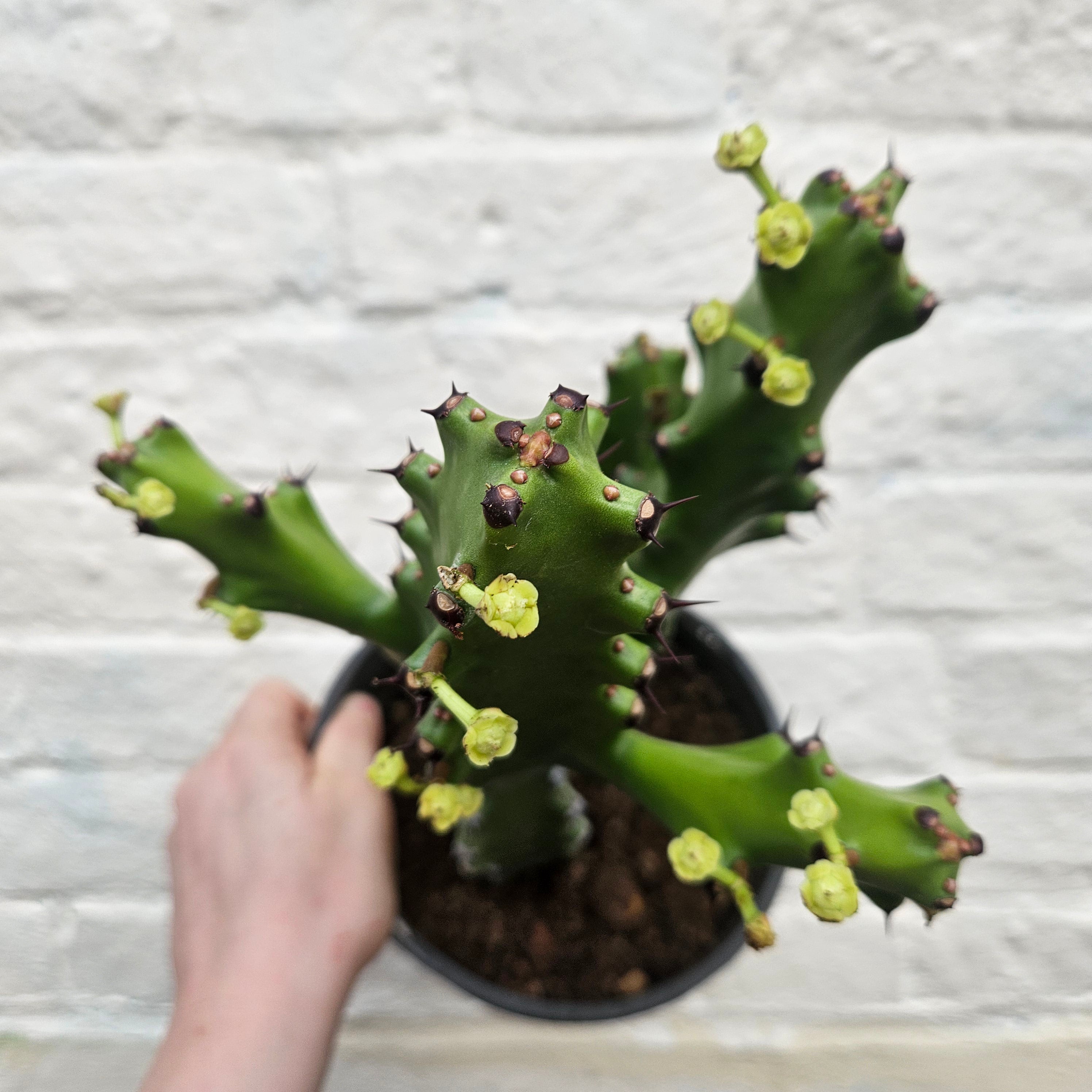 Euphorbia mayurnathanii (Mayurnath Spurge)