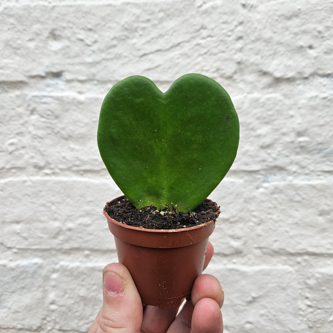 Hoya kerrii (Sweetheart plant) 2 varieties