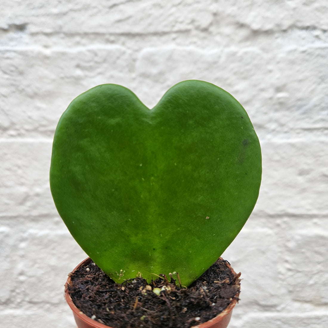 Hoya kerrii (Sweetheart plant) 2 varieties