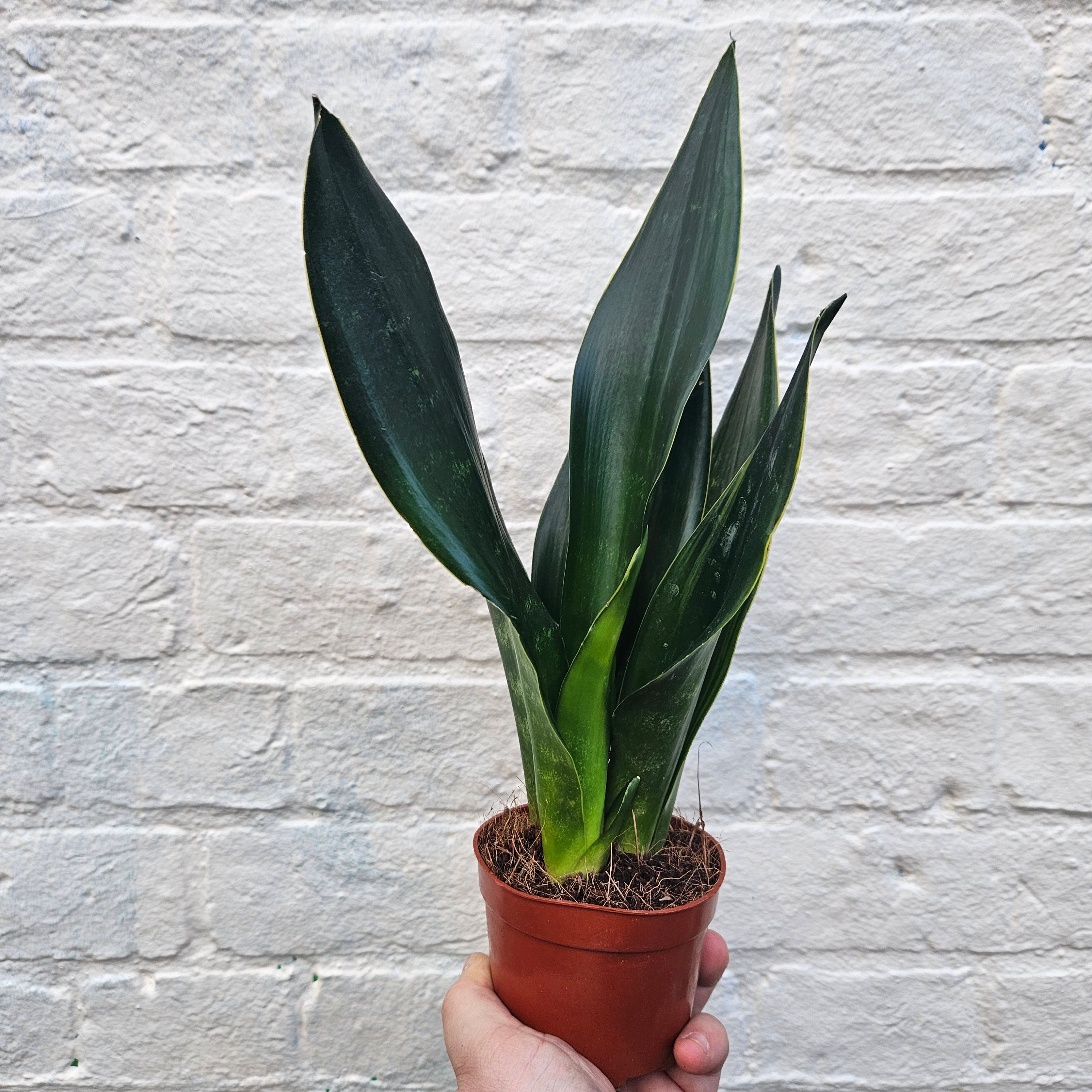 Sansevieria trifiasciata &