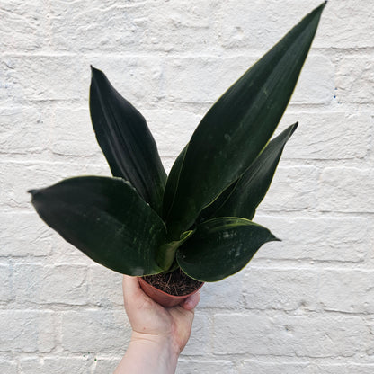 Sansevieria trifiasciata &