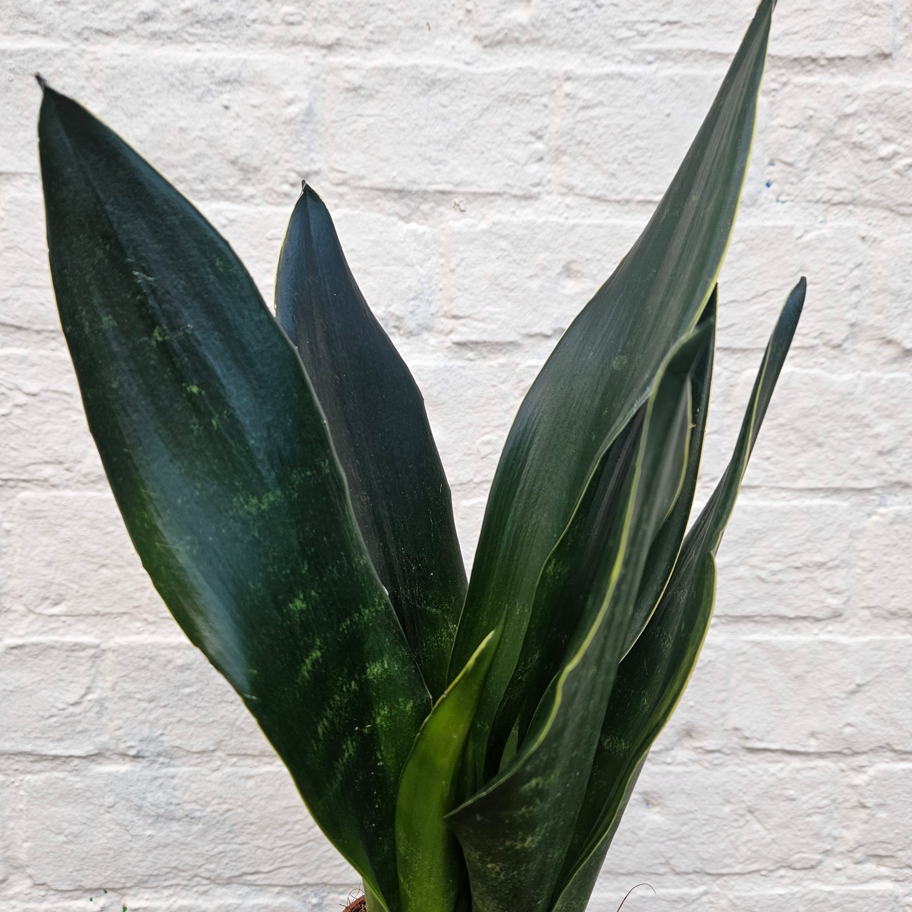 Sansevieria trifiasciata &