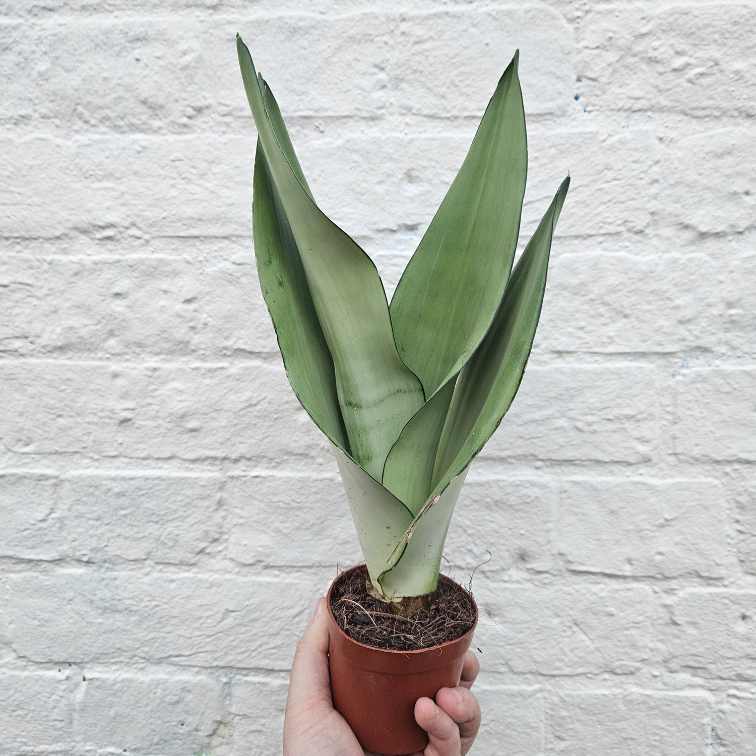 Sansevieria trifiasciata &