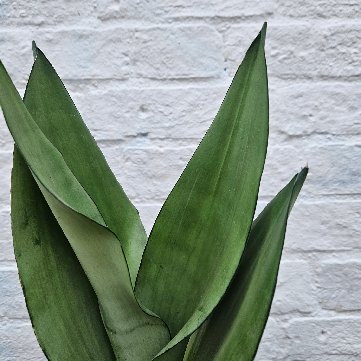 Sansevieria trifiasciata &