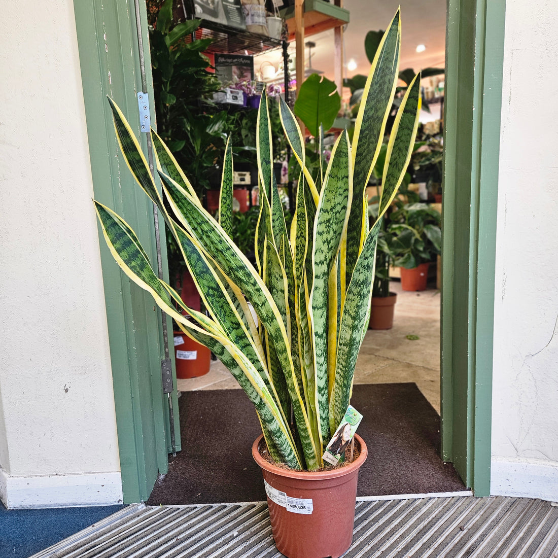 Sansevieria trifasciata &