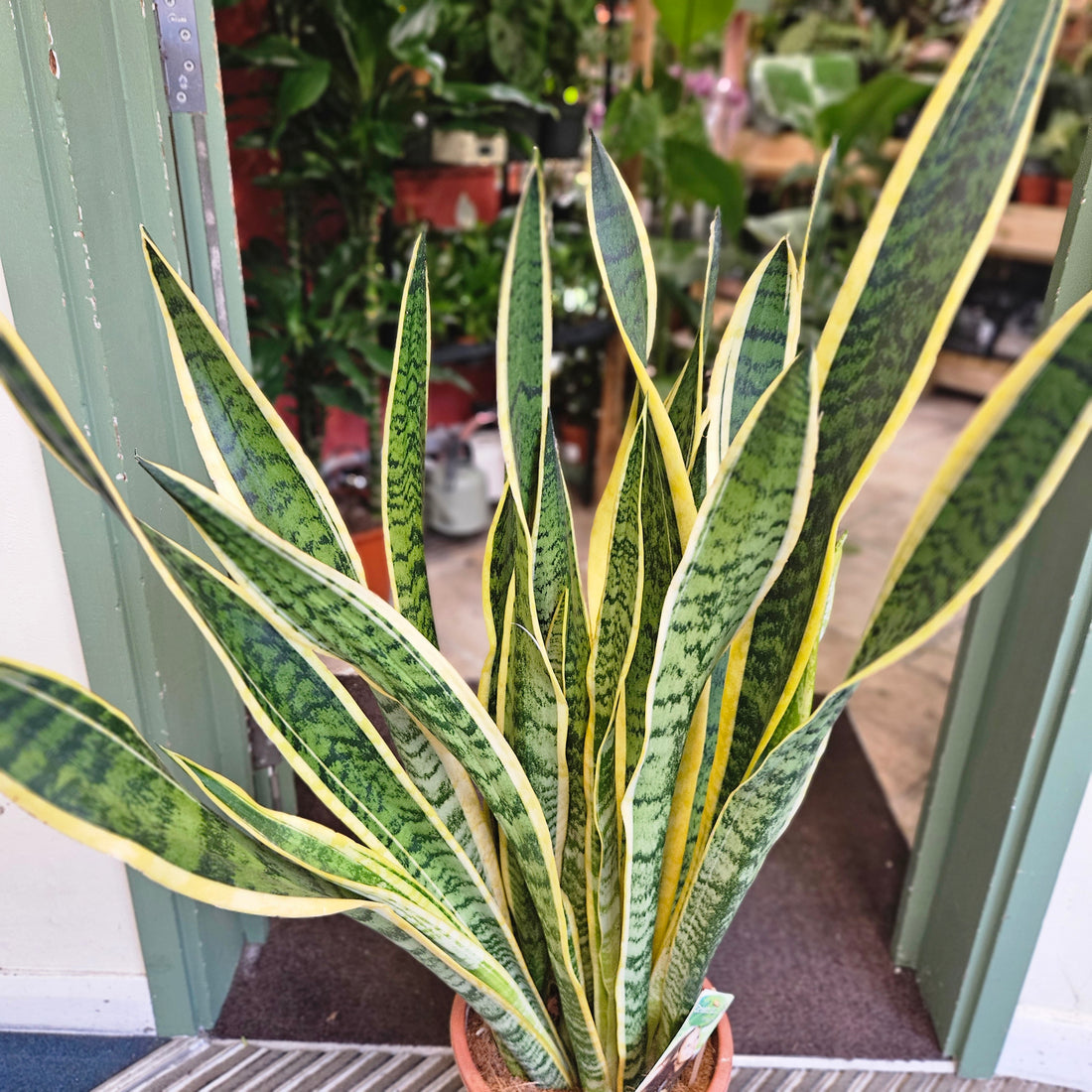 Sansevieria trifasciata &