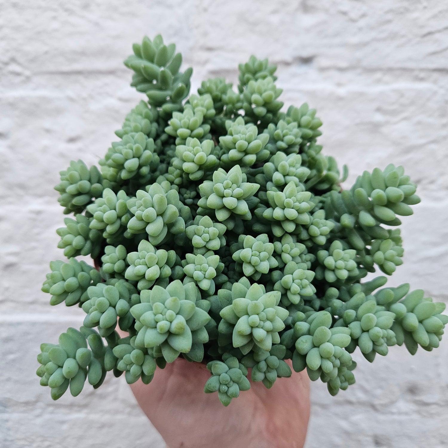 Sedum morganianum &