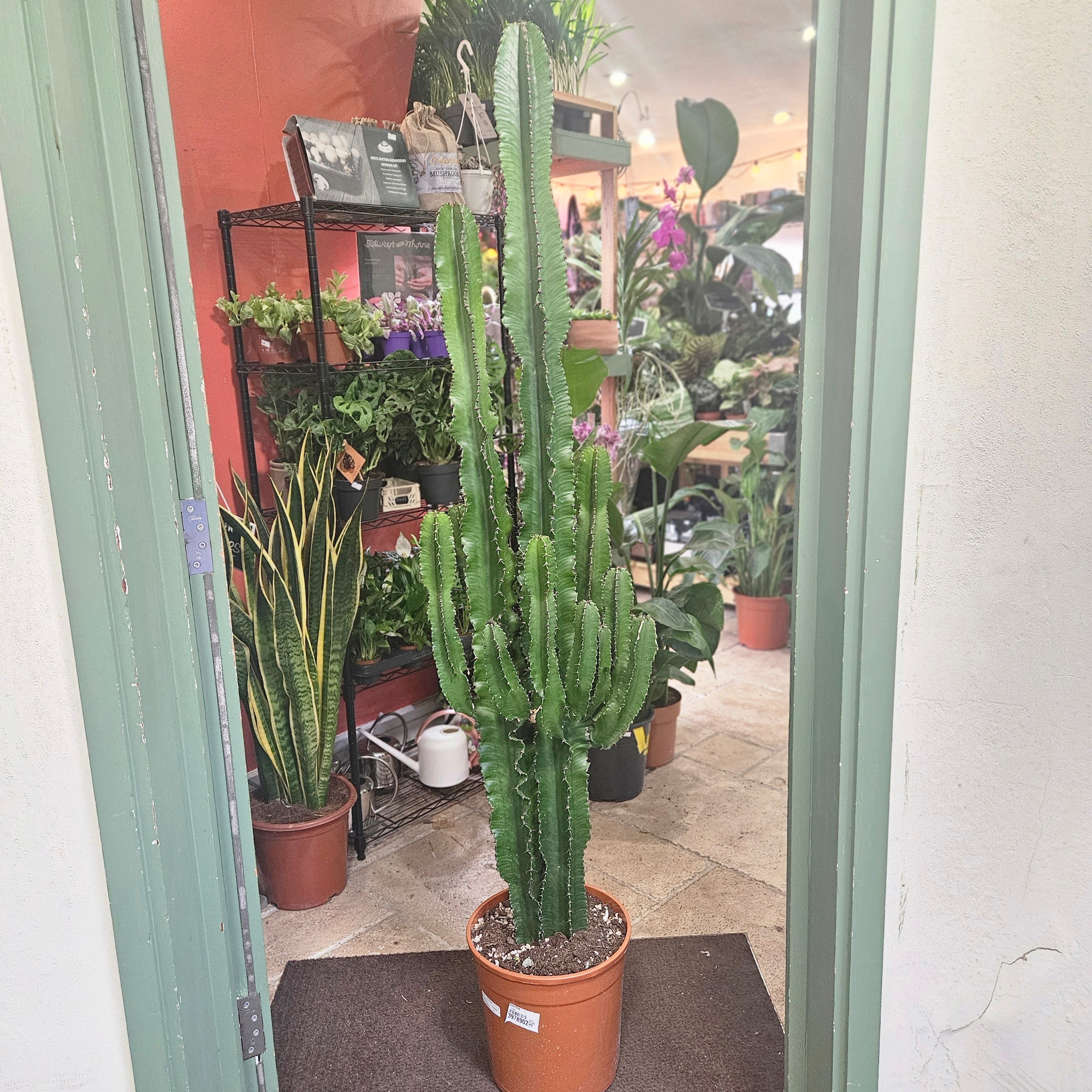 Euphorbia erytrea (Candelabara Cactus/ Desert Cactus)