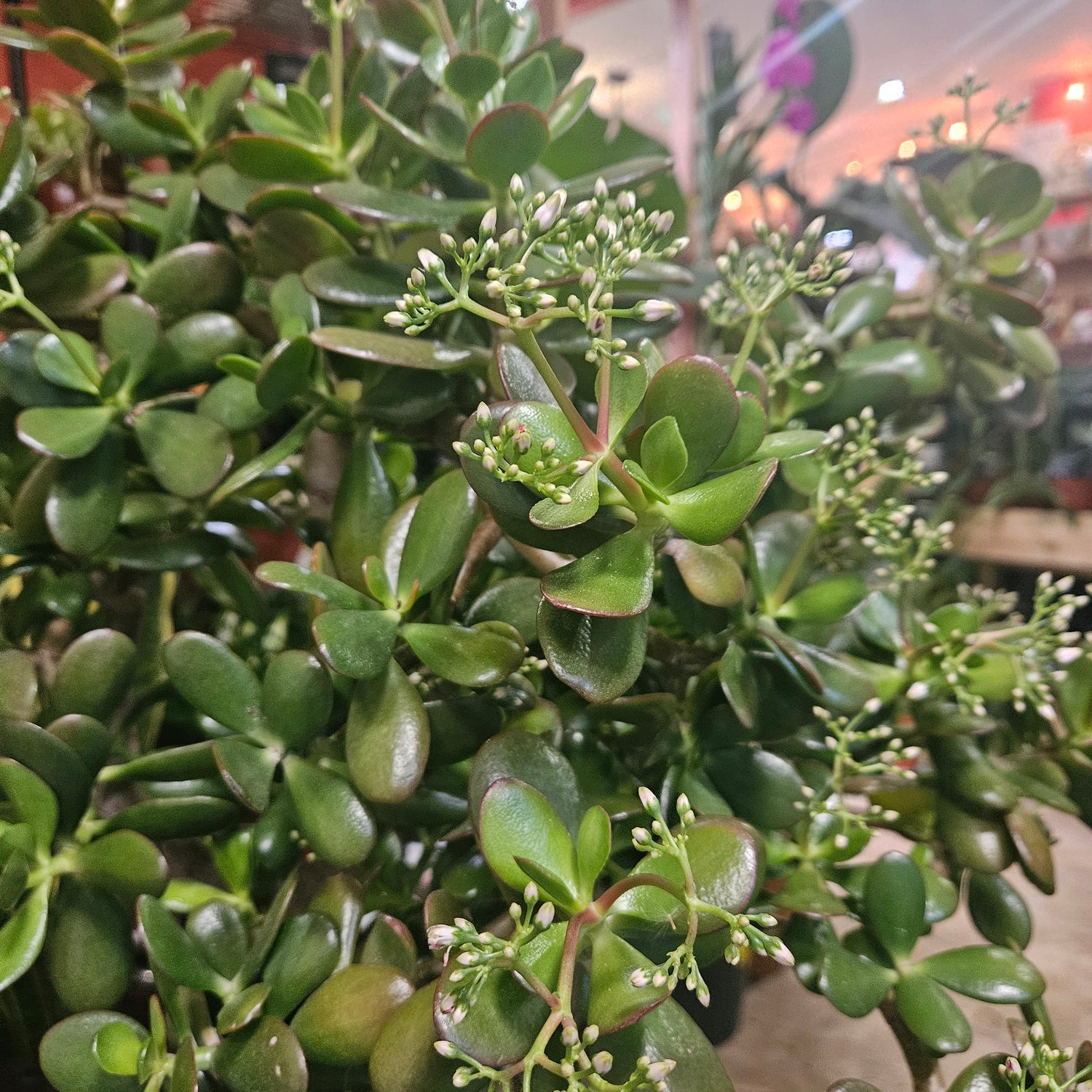 Crassula ovata (Jade plant/Succulent)