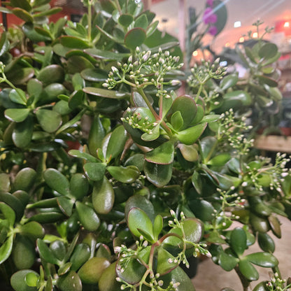 Crassula ovata (Jade plant/Succulent)