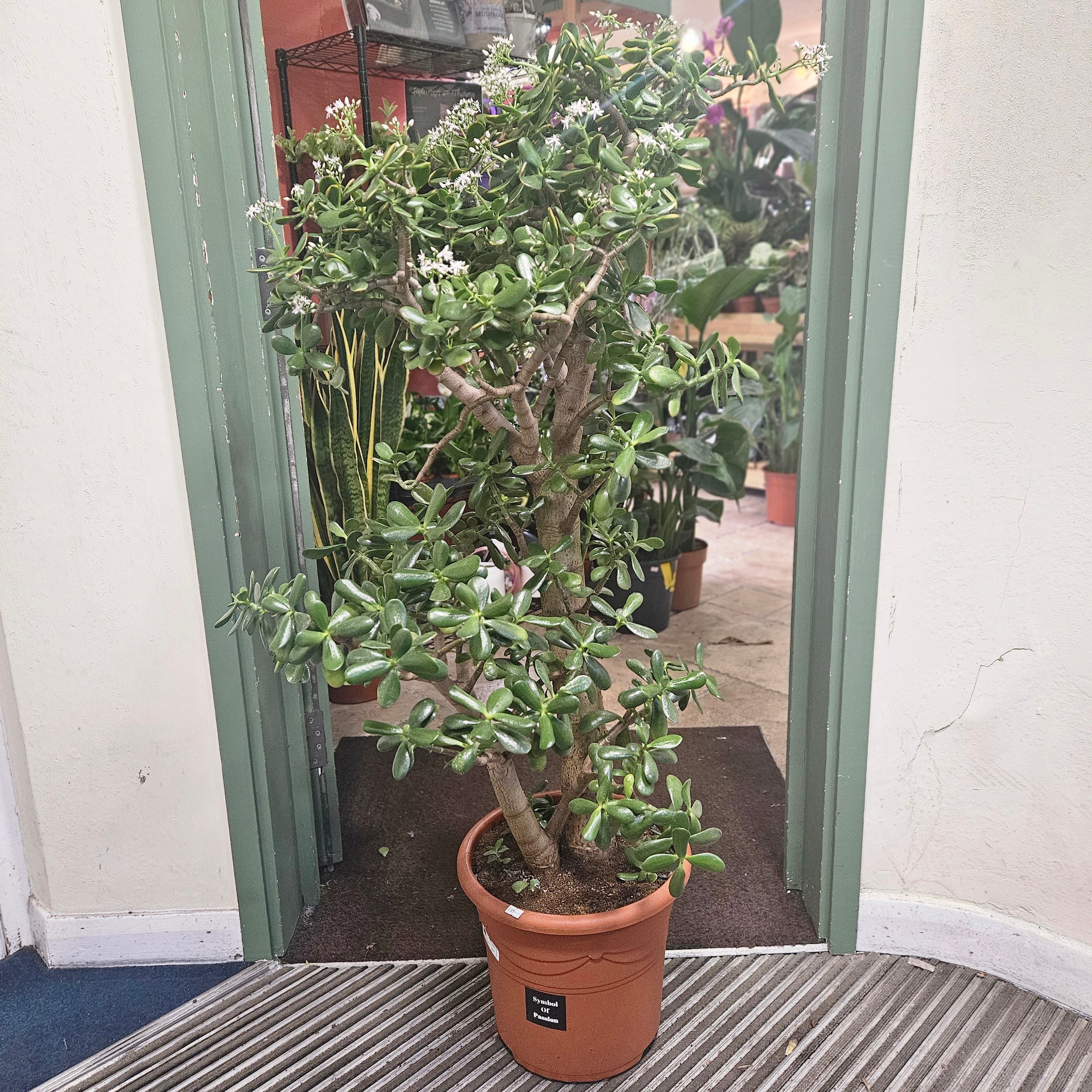 Crassula ovata (Jade plant/Succulent)