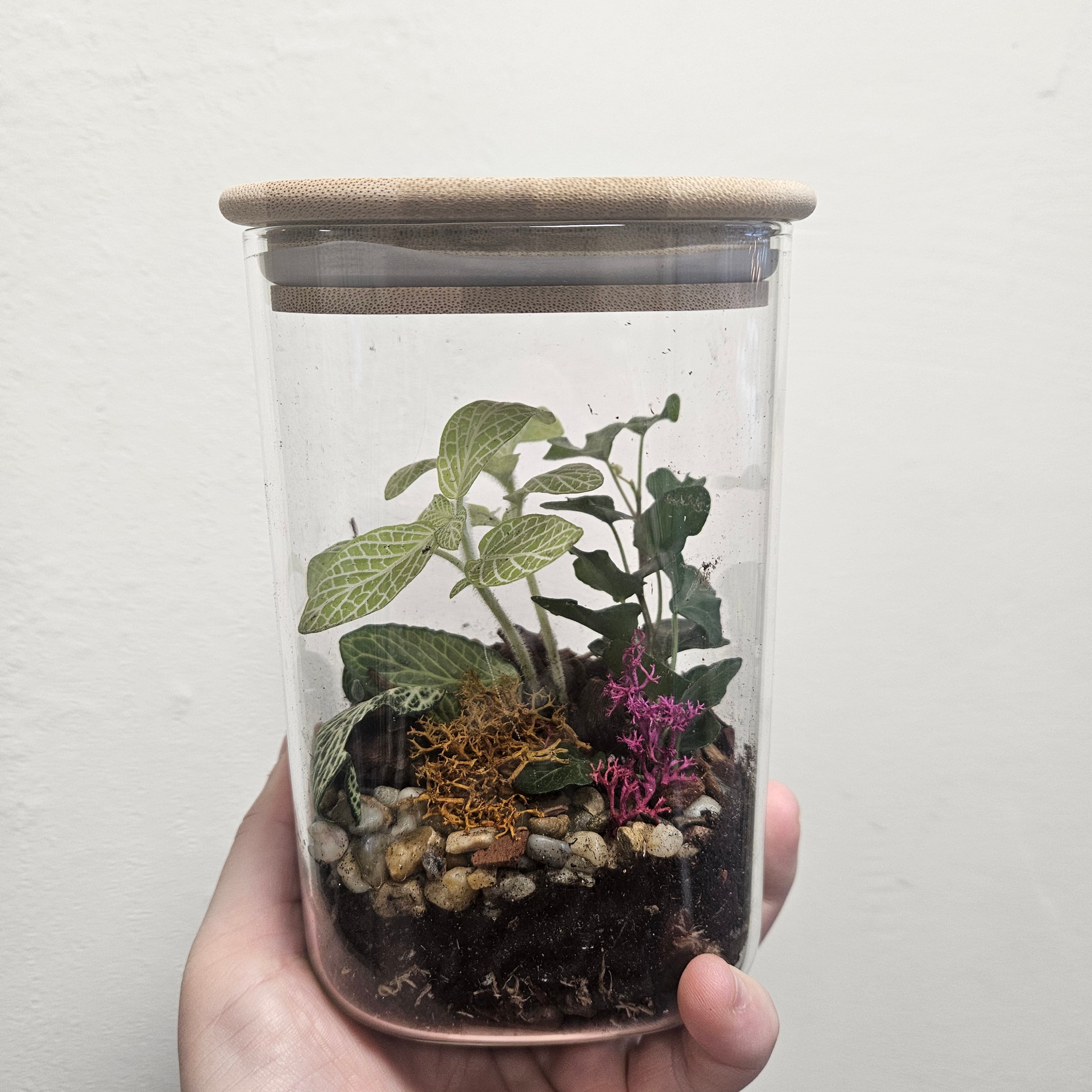 Square closed terrarium (2 Sizes)