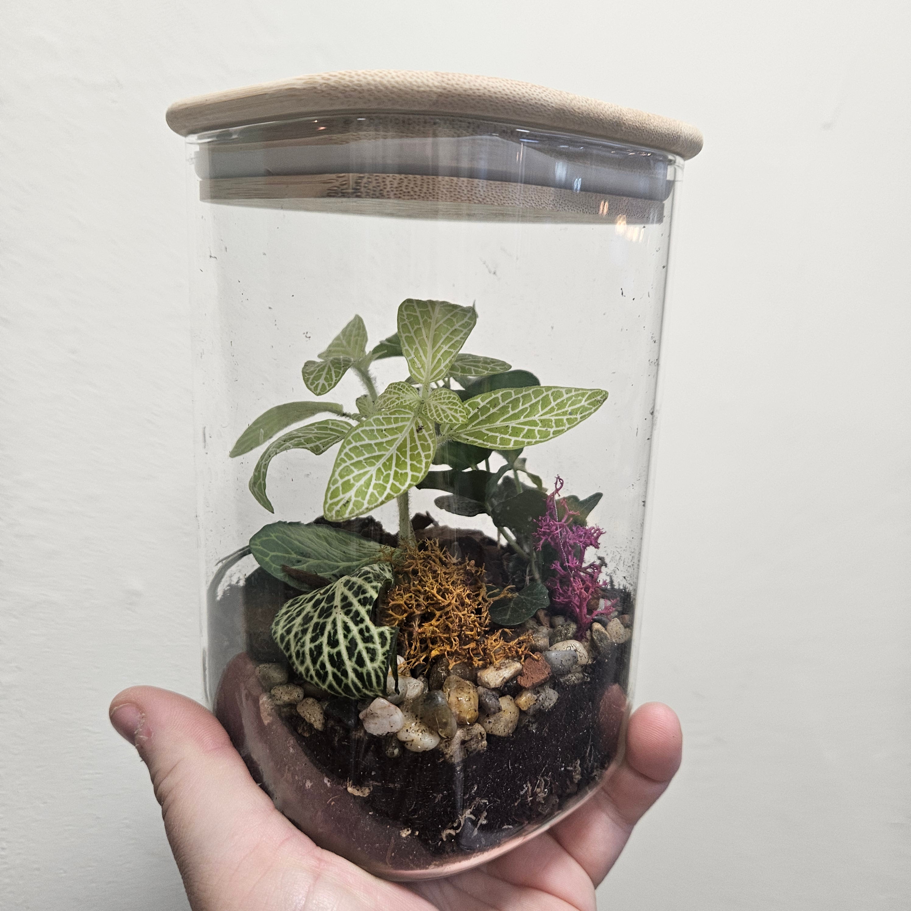 Square closed terrarium (2 Sizes)