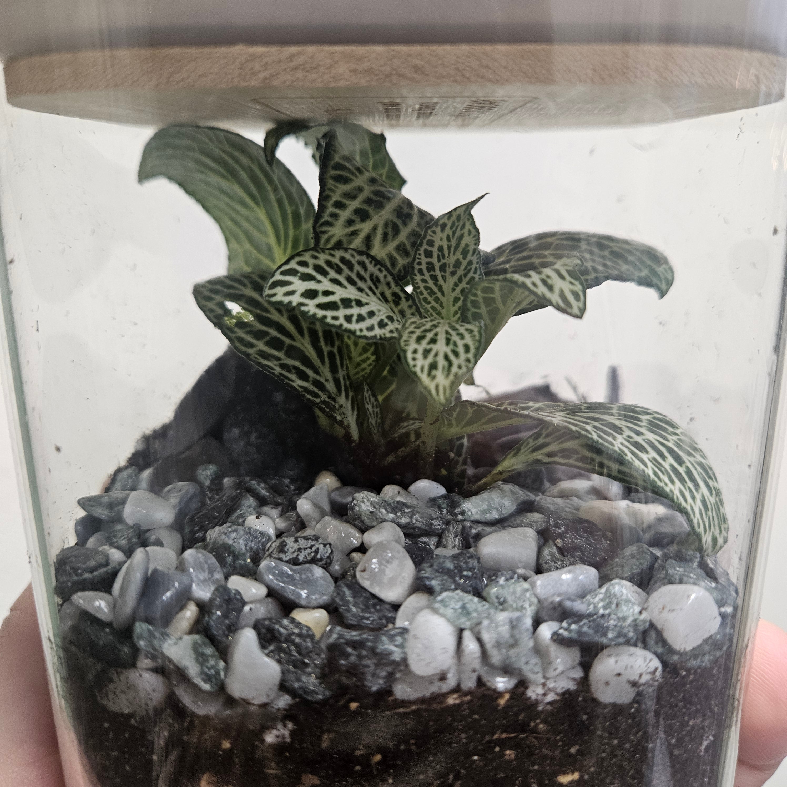 Square closed terrarium (2 Sizes)