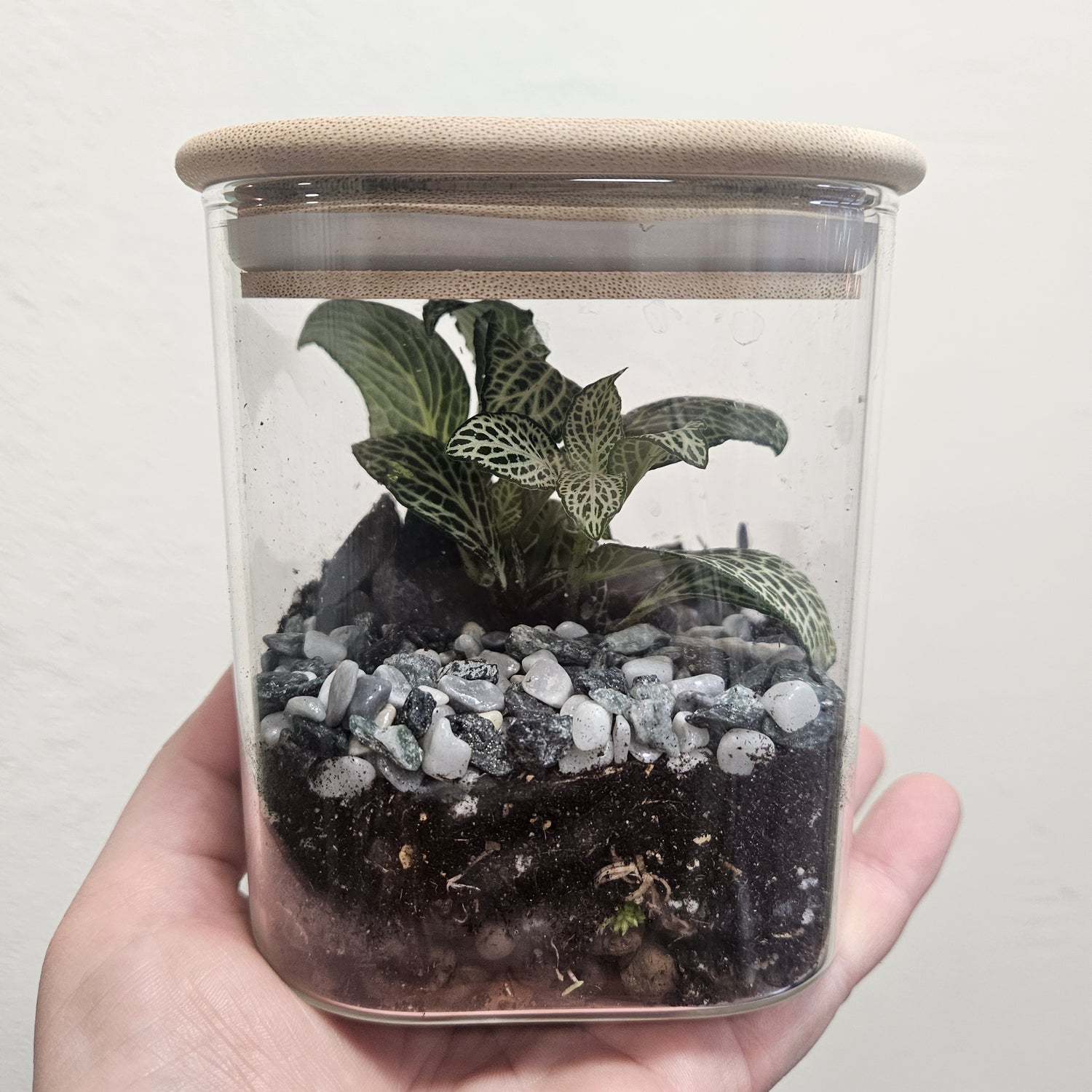 Square closed terrarium (2 Sizes)