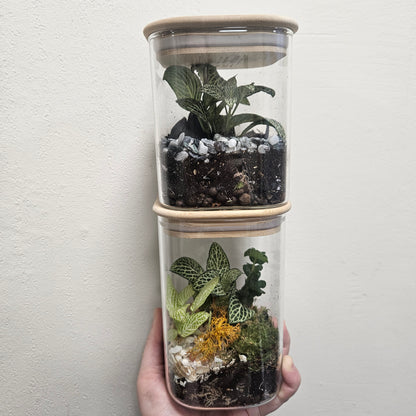 Square closed terrarium (2 Sizes)