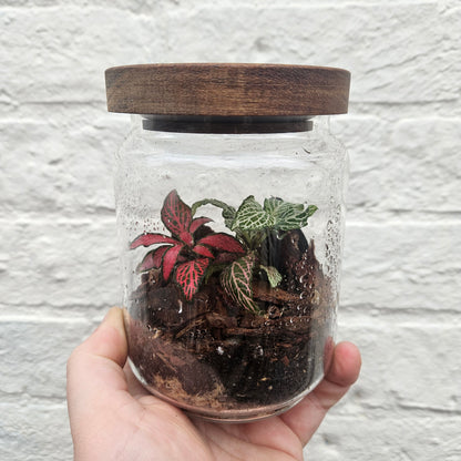 Round wooden lid closed terrarium