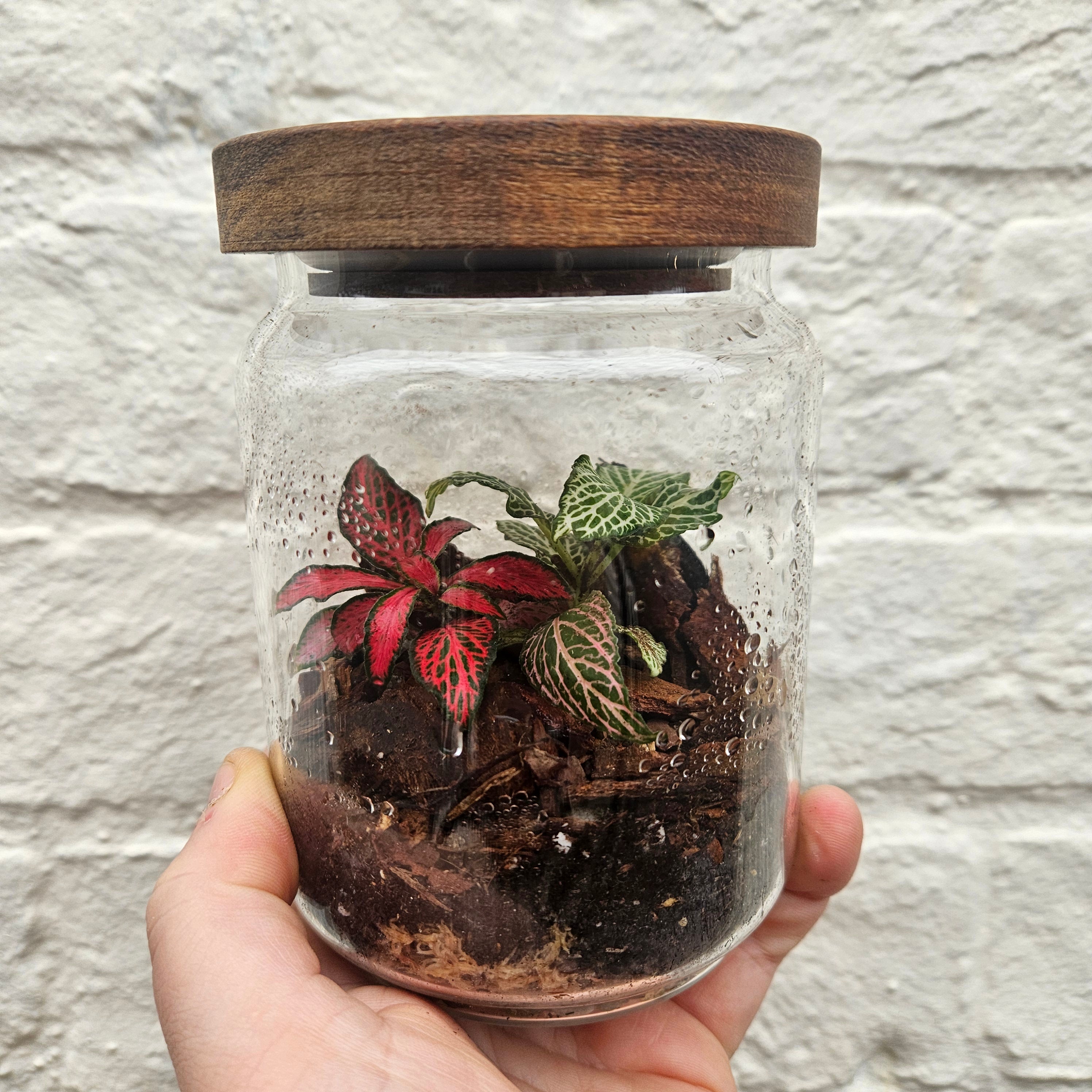 Round wooden lid closed terrarium