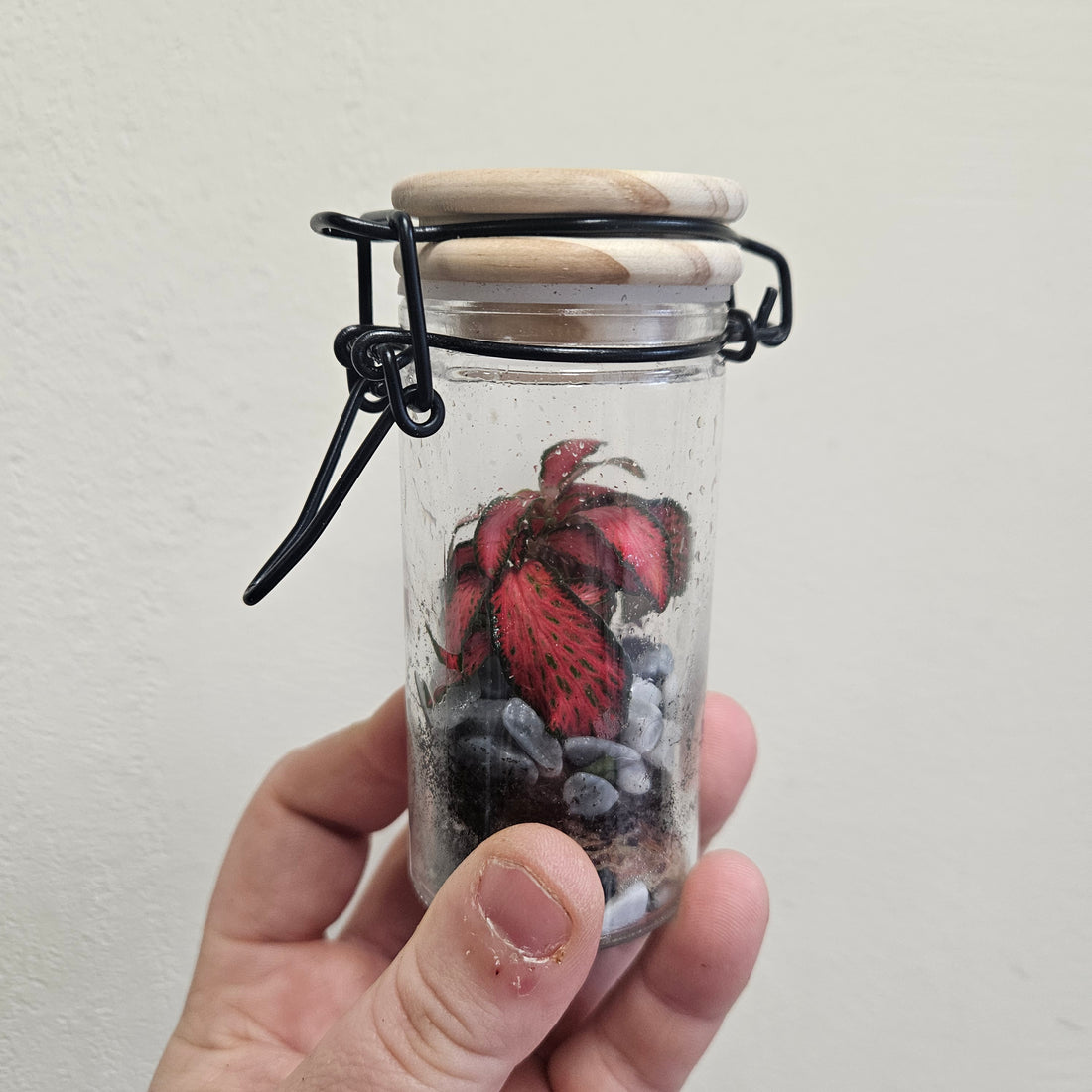 Small spice jar closed terrarium with lid