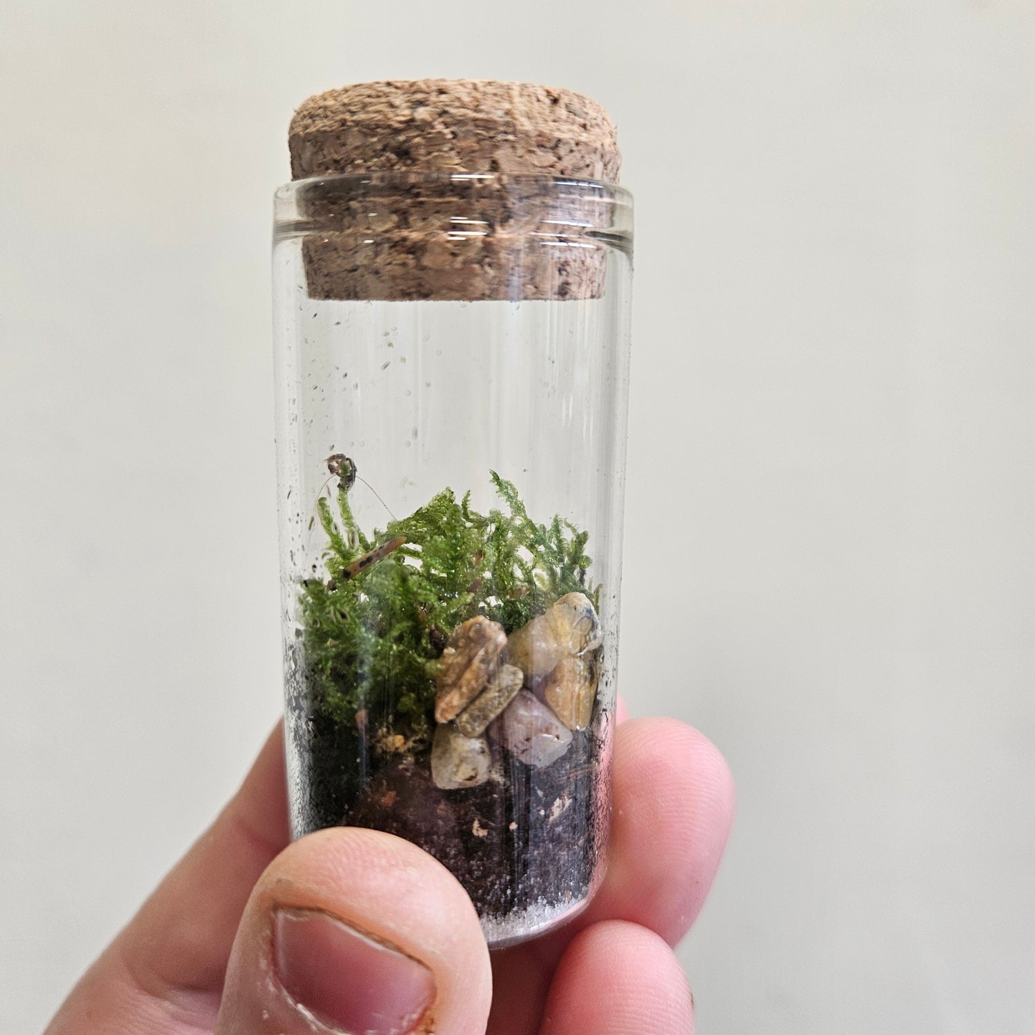 Teeny tiny closed mossarium with cork