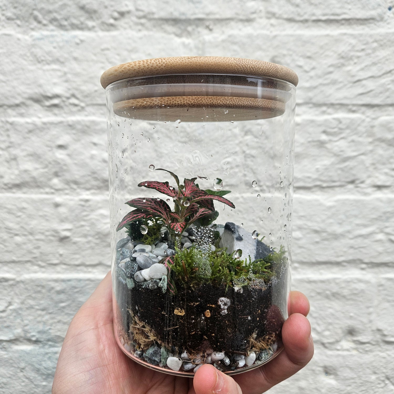 Round wooden lid closed terrarium