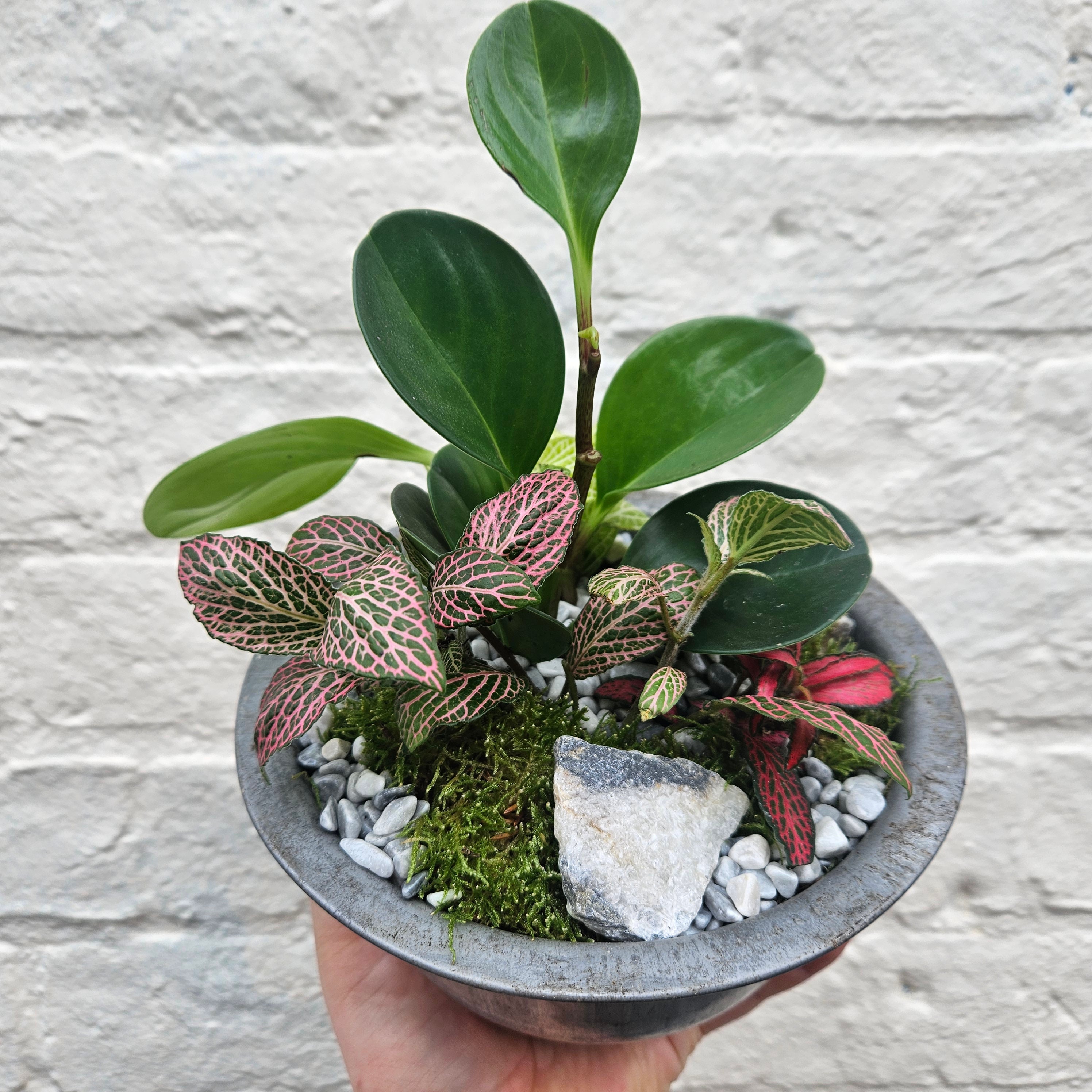 Planted Metal Bowl Arrangement