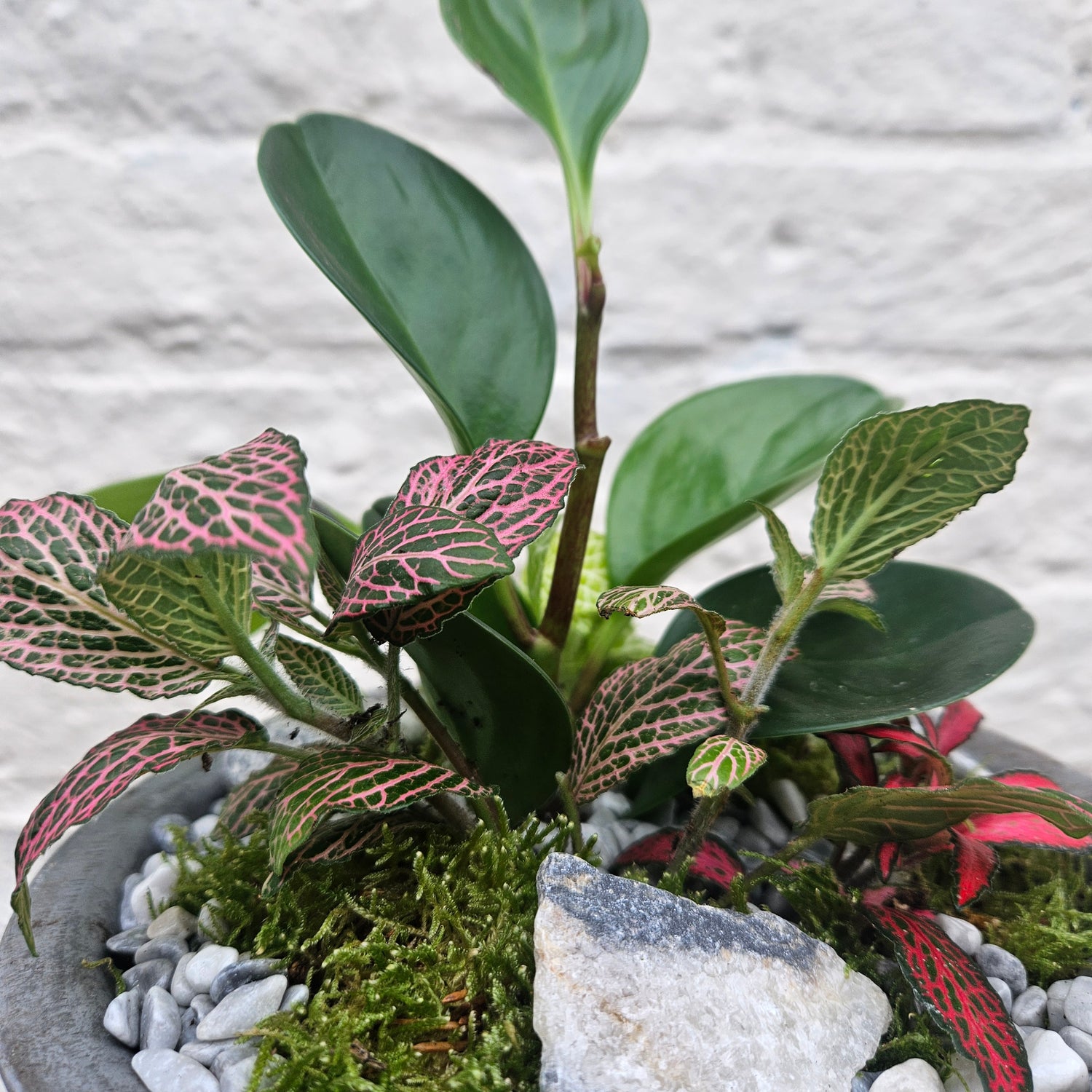 Planted bowl arrangement