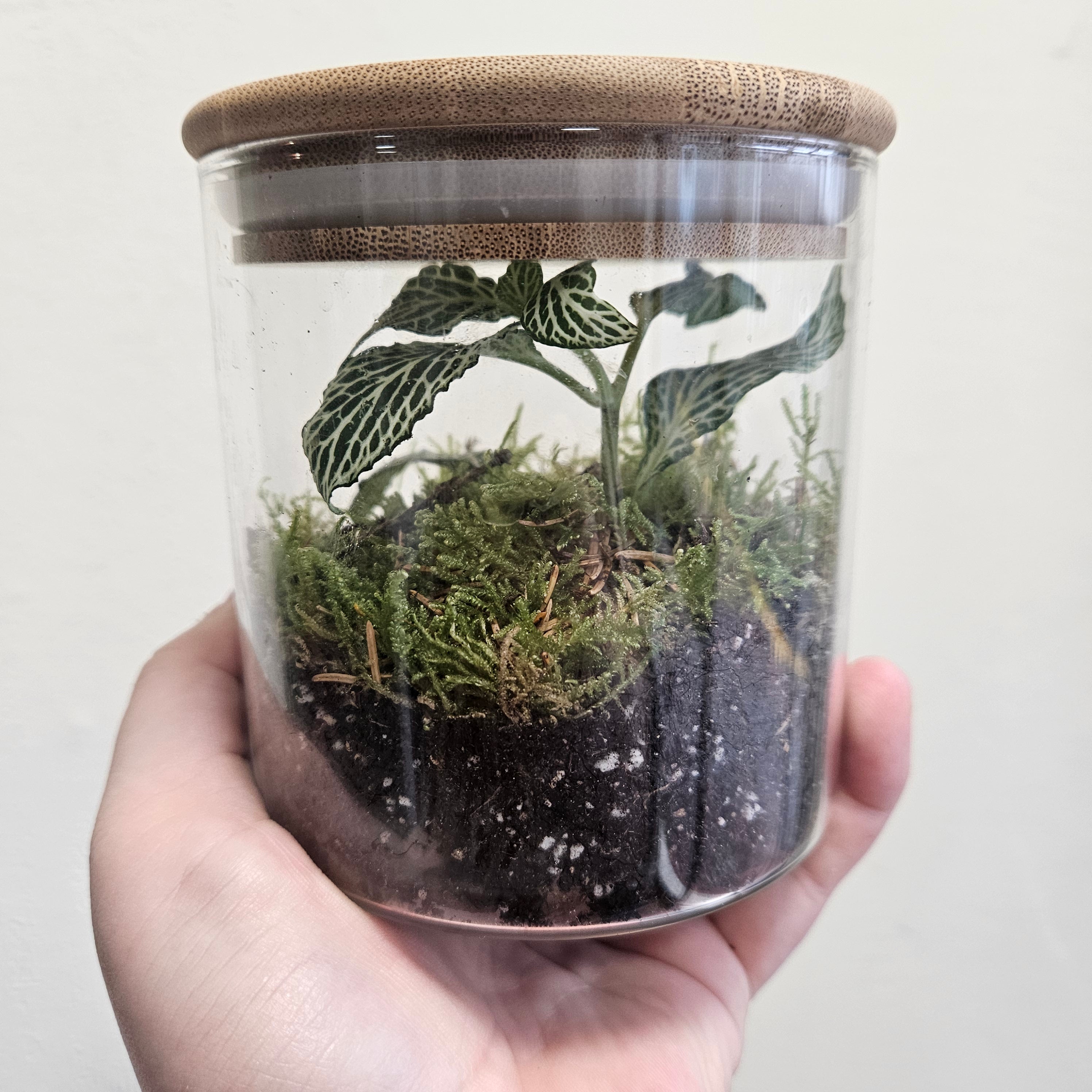 Round wooden lid closed terrarium