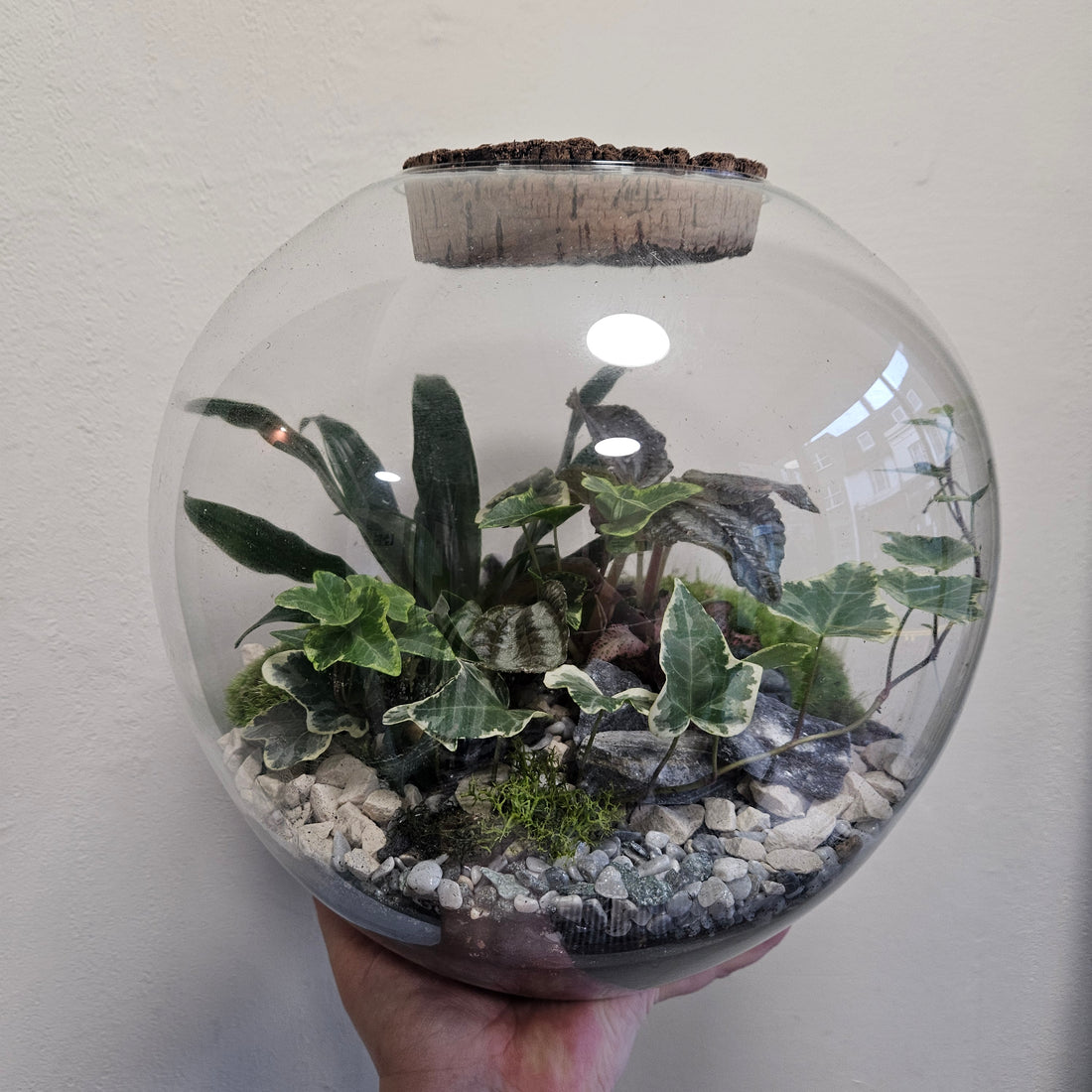 Large Dome Shaped Closed Terrarium with antique lid