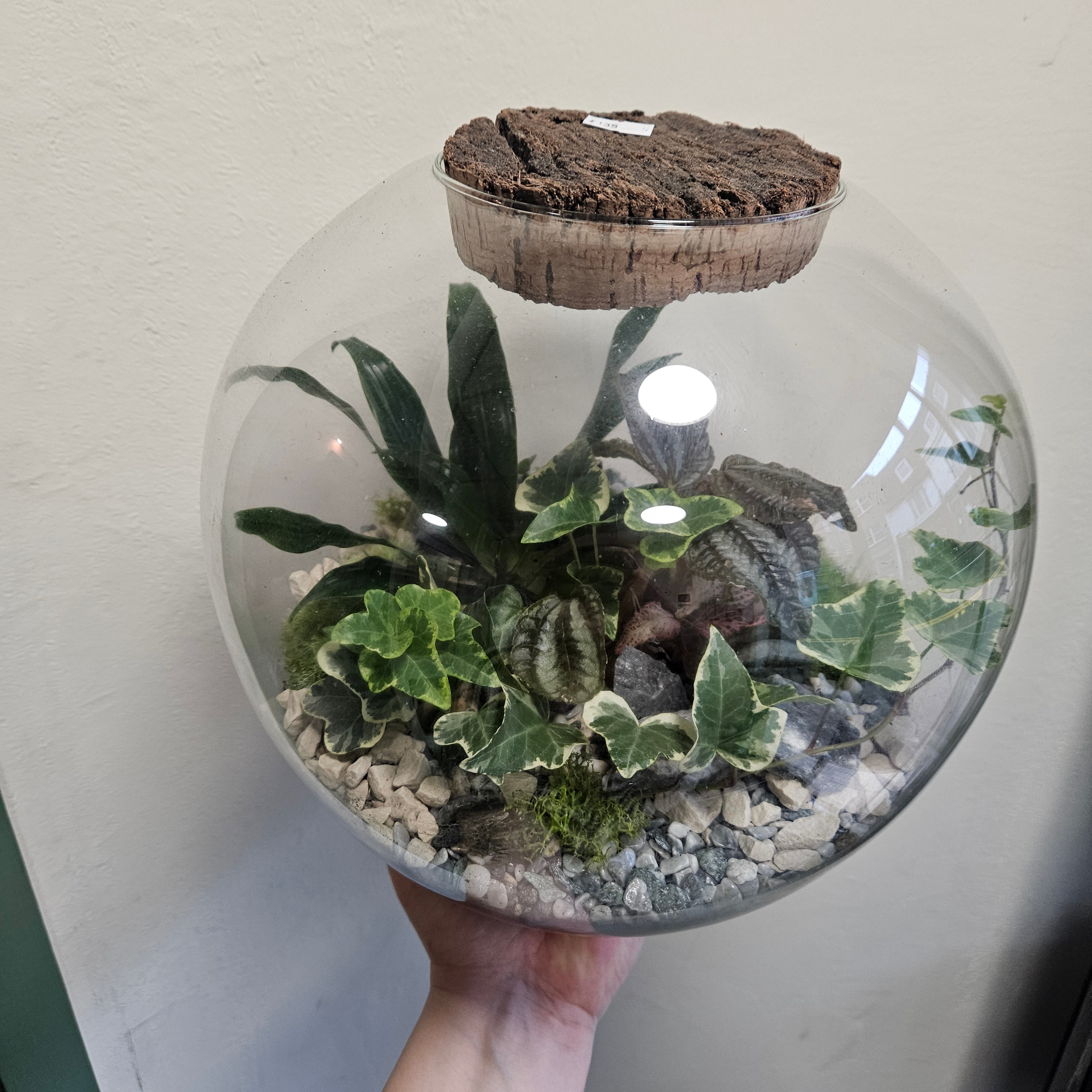 Large dome shaped closed terrarium with antique lid