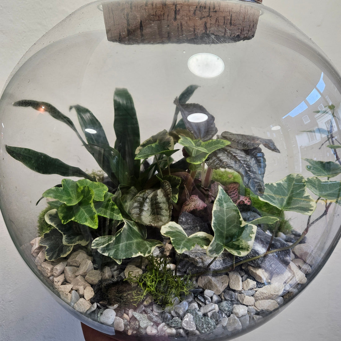 Large Dome Shaped Closed Terrarium with antique lid