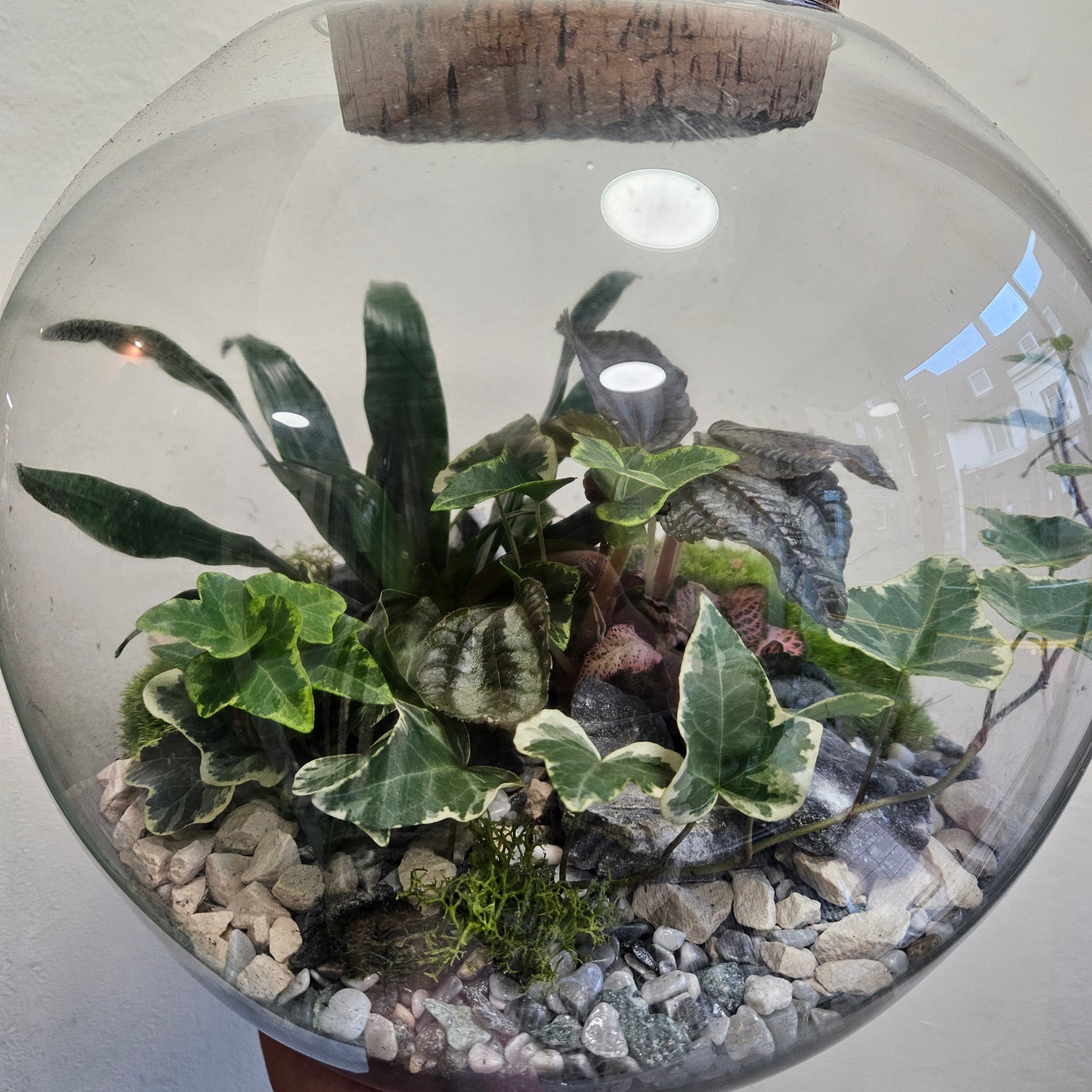 Large dome shaped closed terrarium with antique lid