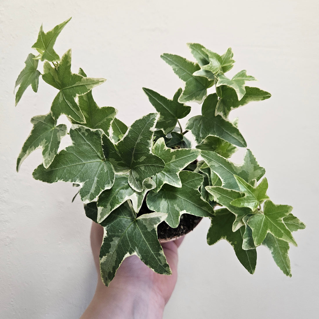 Hedera helix &