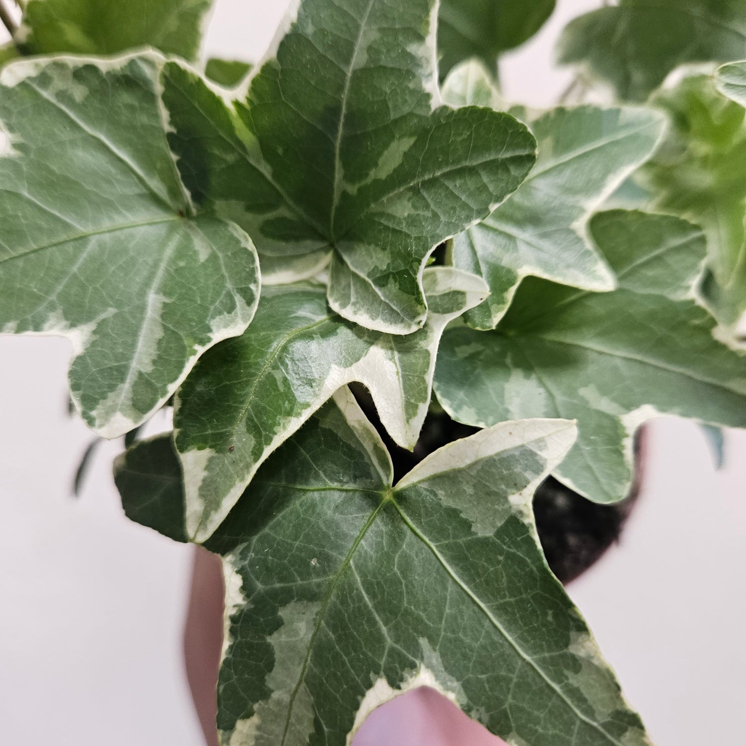 Hedera helix &