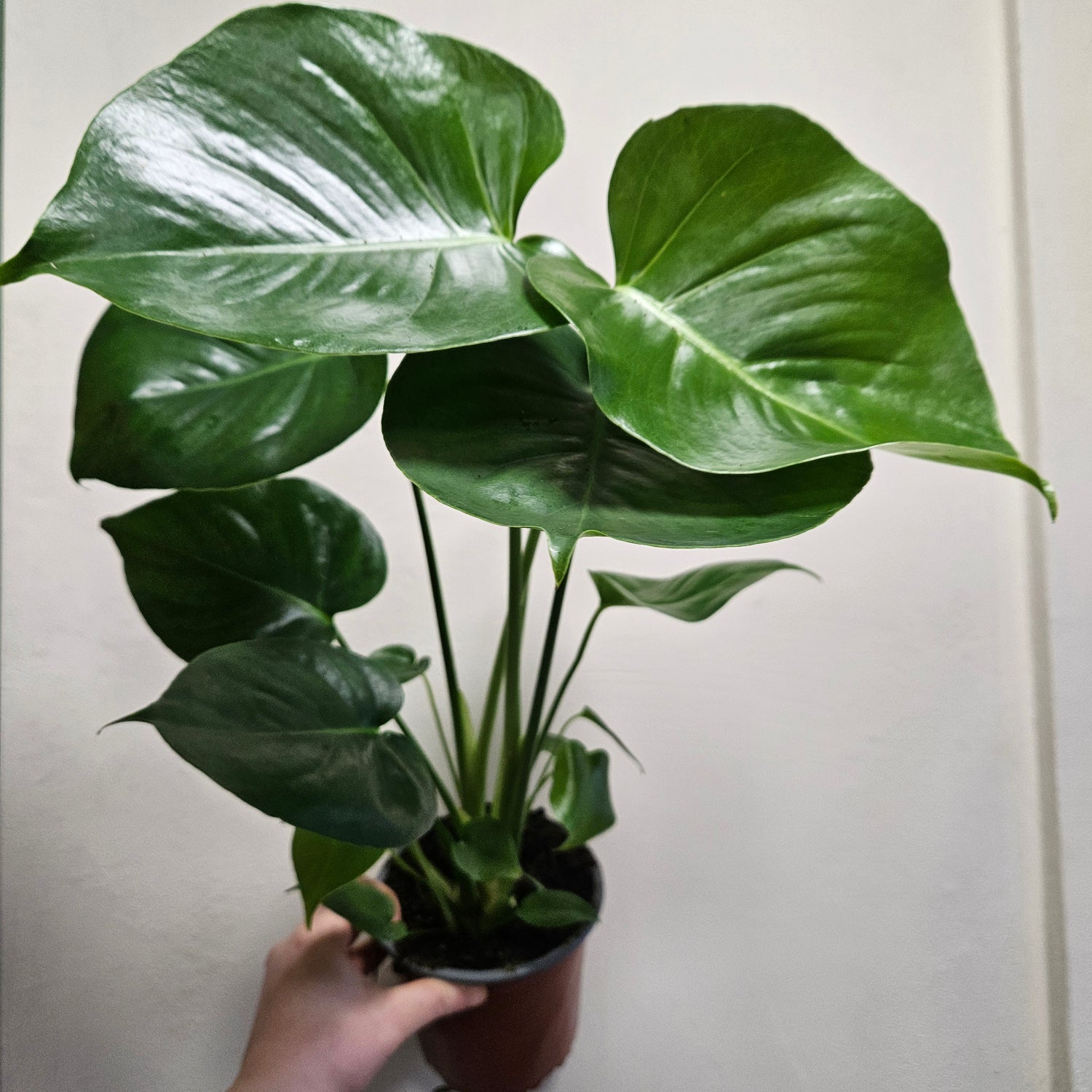 Monstera Deliciosa (Cheese Plant / Swiss Cheese Plant) - Various Sizes