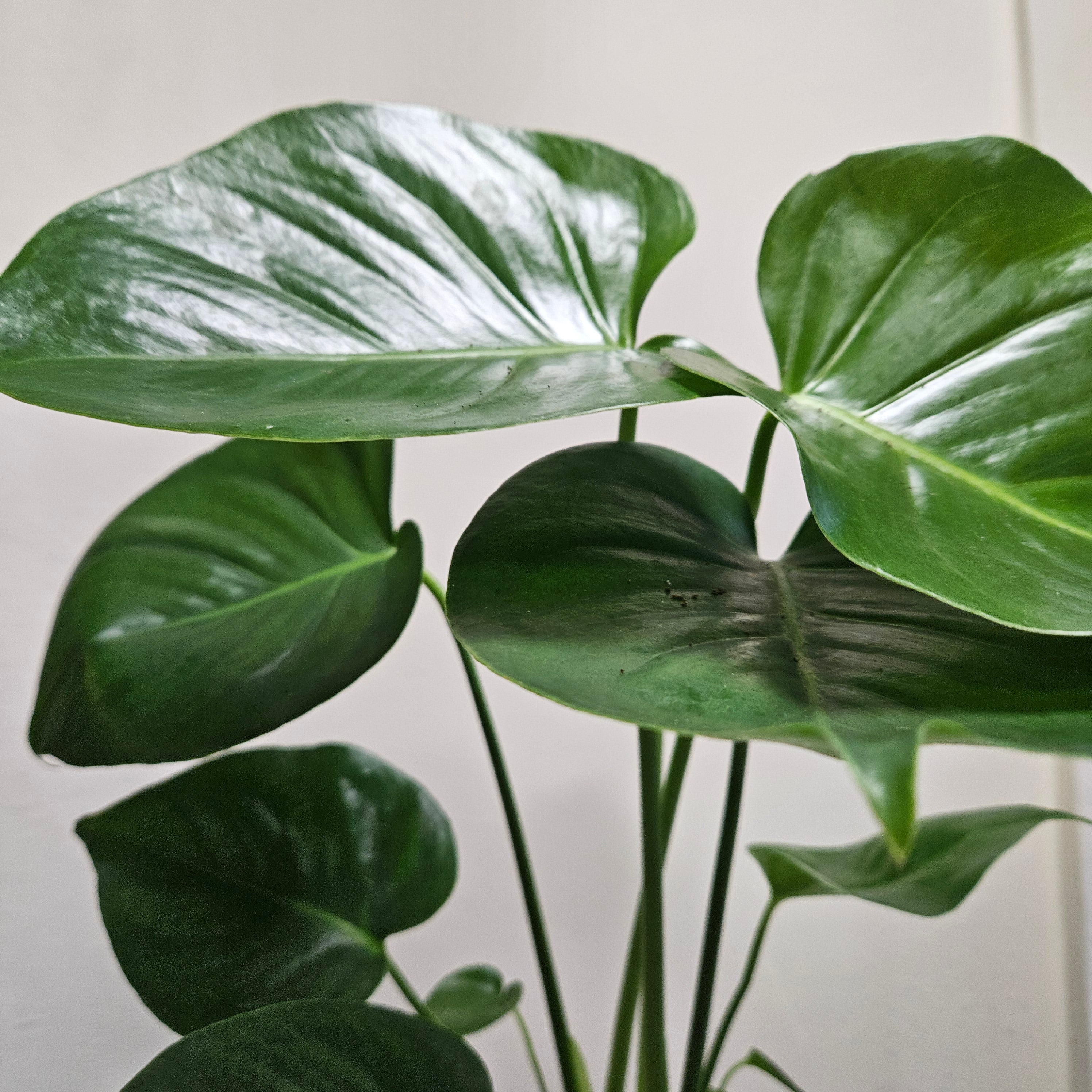 Monstera Deliciosa (Cheese Plant / Swiss Cheese Plant) - Various Sizes