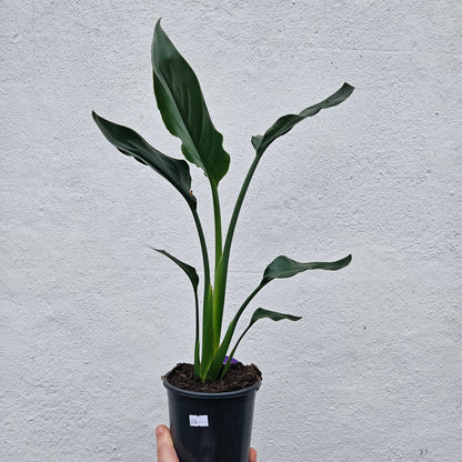 Strelitzia reginae (Orange Bird of Paradise) - Various sizes available