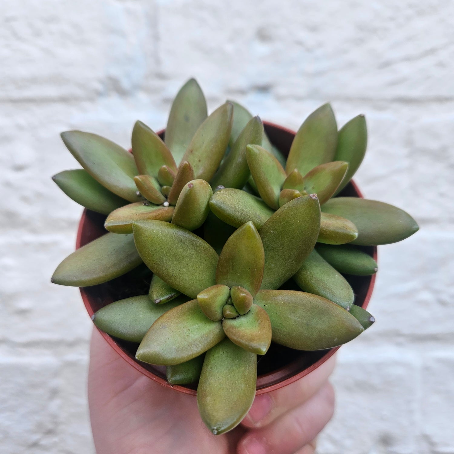 Sedum (Various Varieties)