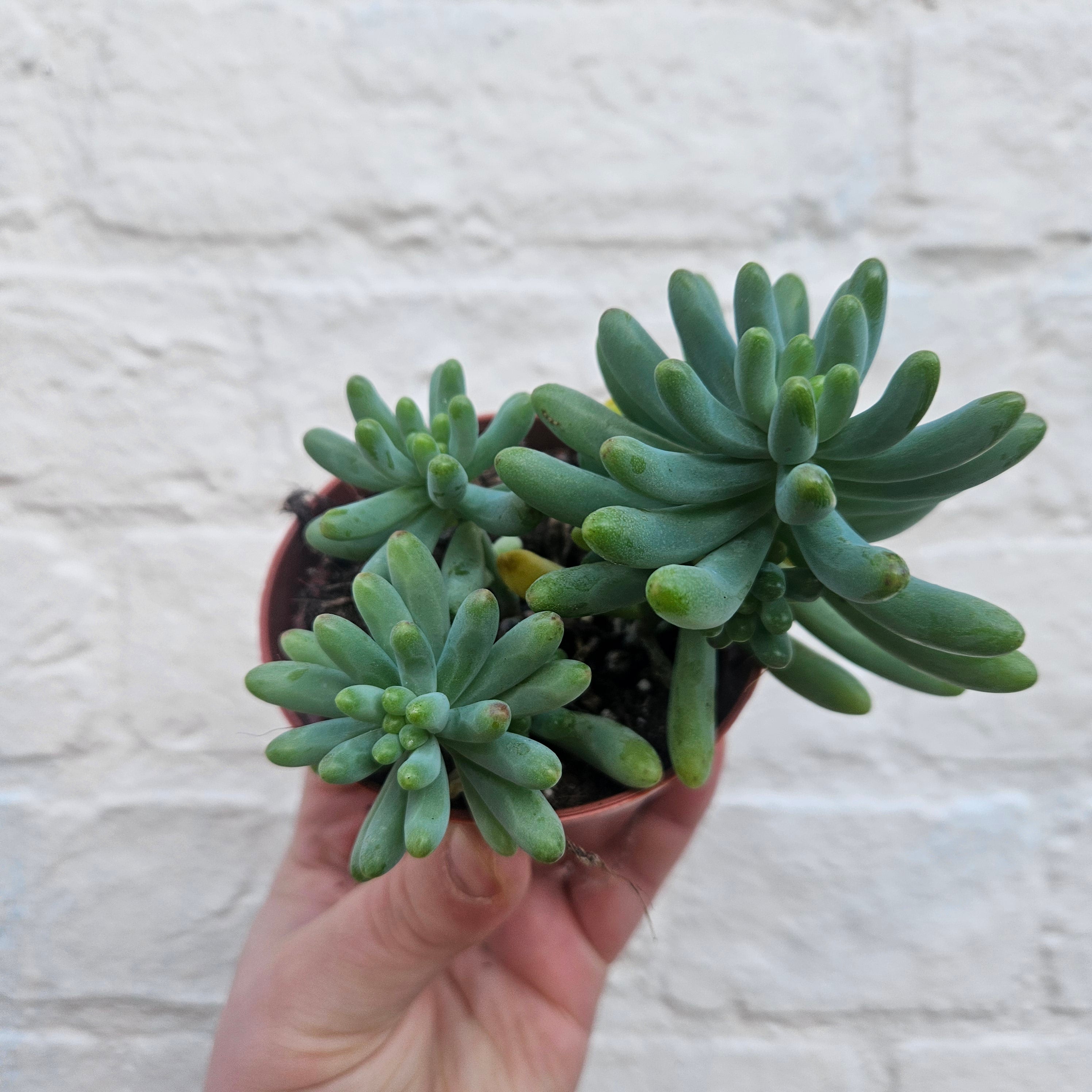 Sedum (Various Varieties)