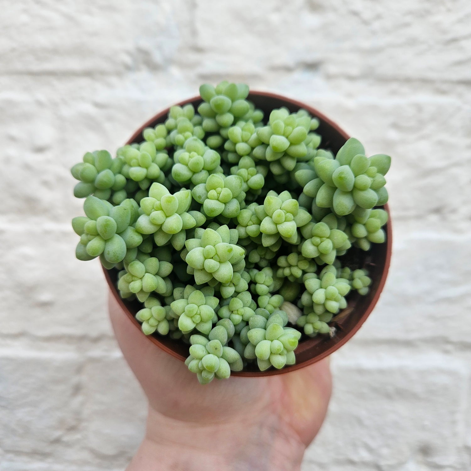 Sedum morganianum &