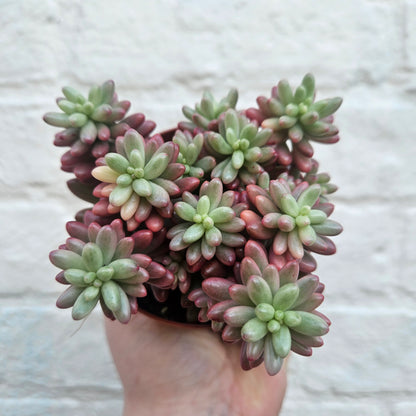 Sedum rubrotinctum rosea &