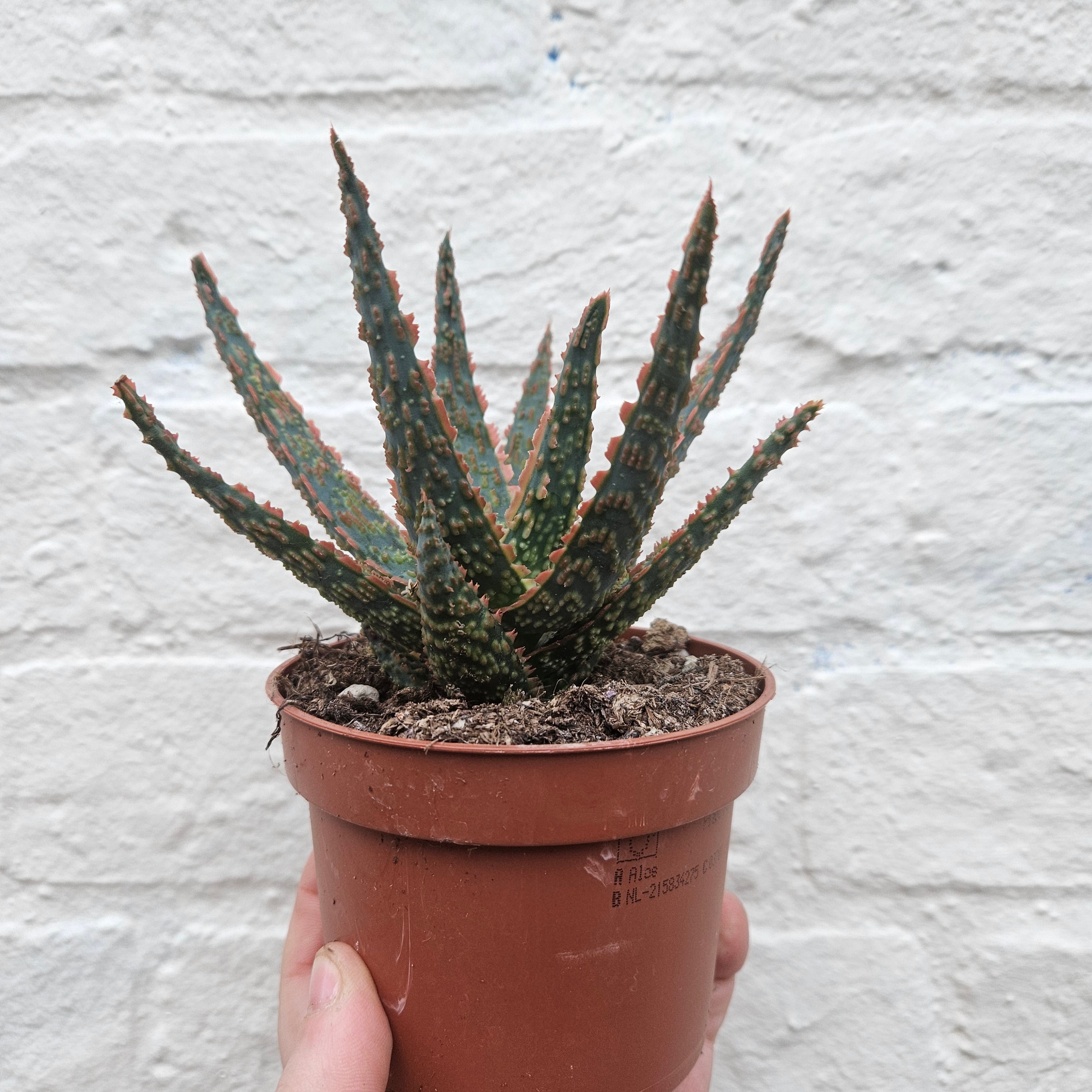 Aloe zebrina &