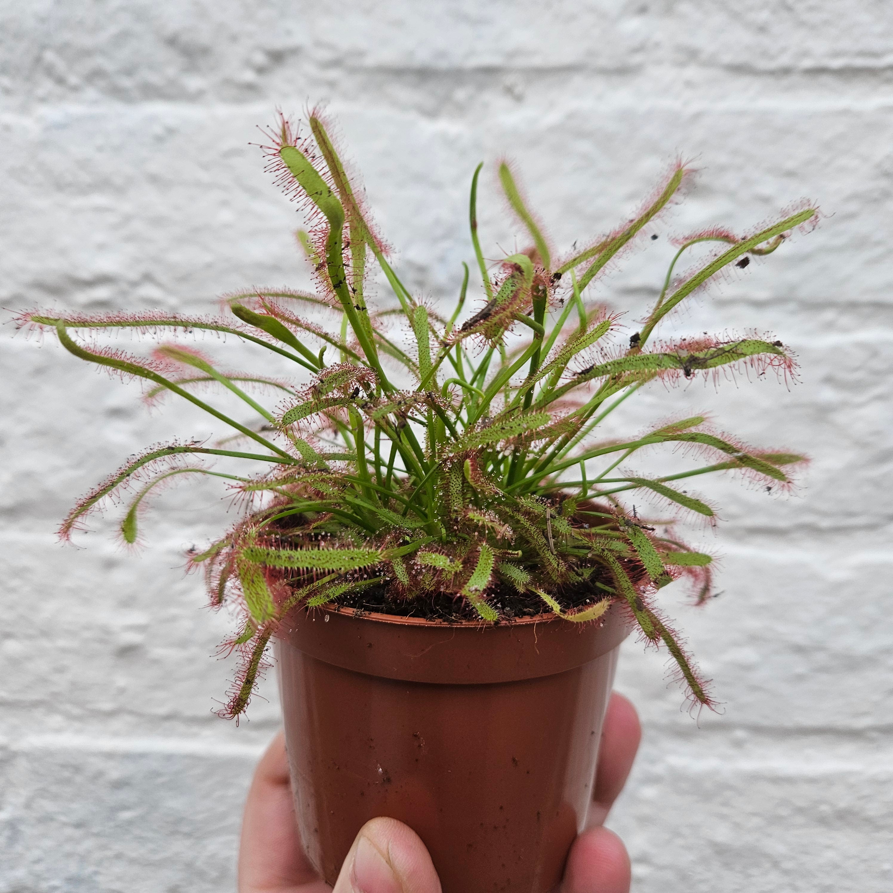 Drosera varieties (Carniverous plant/ Sundew)