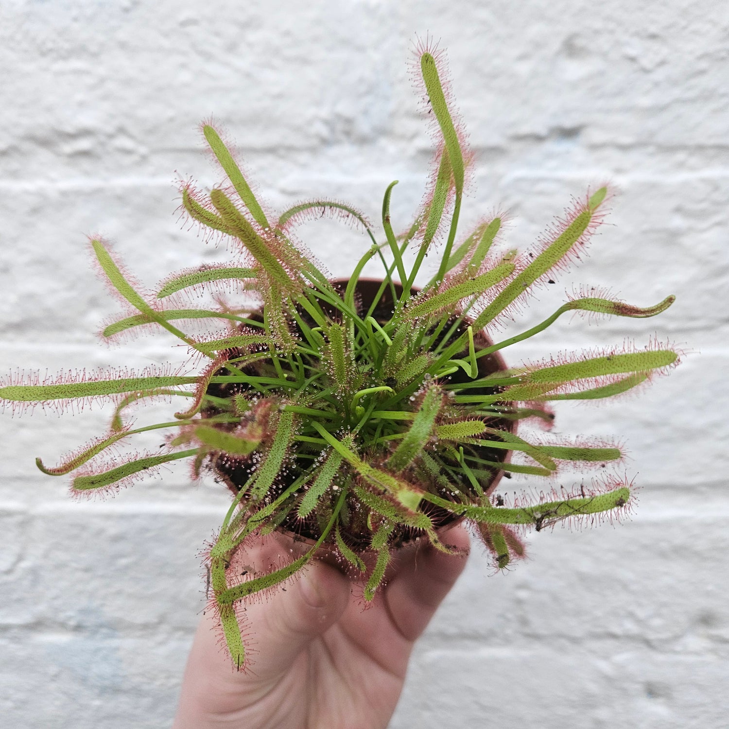 Drosera varieties (Carniverous plant/ Sundew)