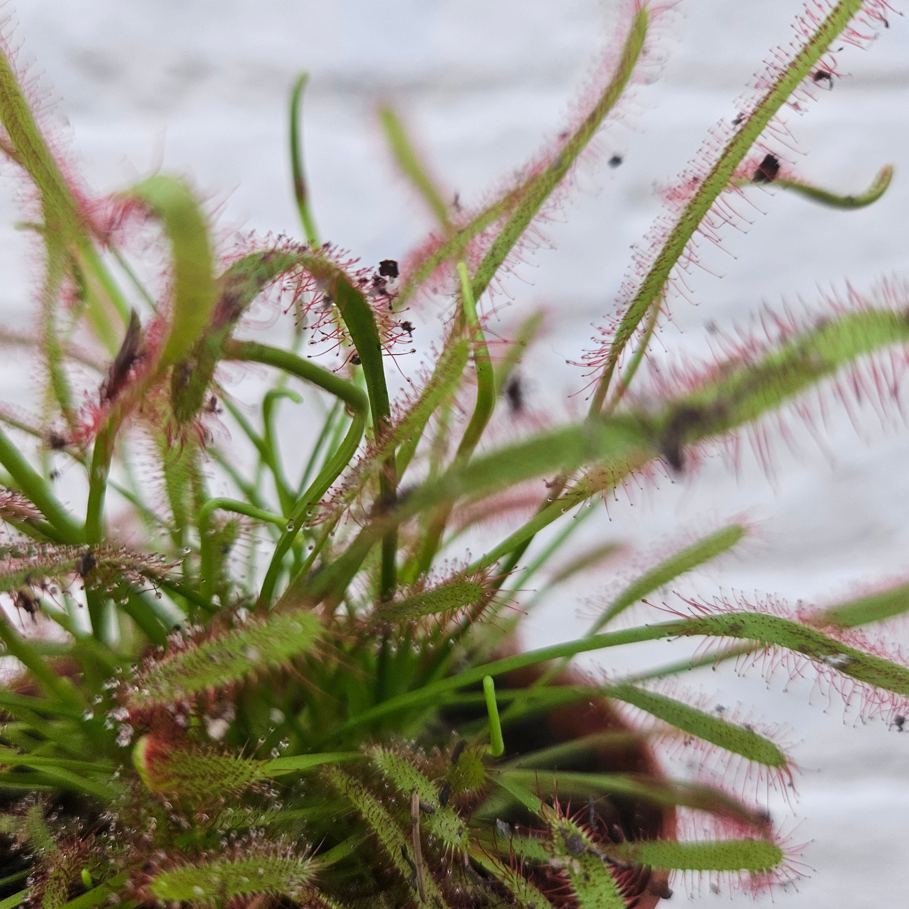 Drosera varieties (Carniverous plant/ Sundew)