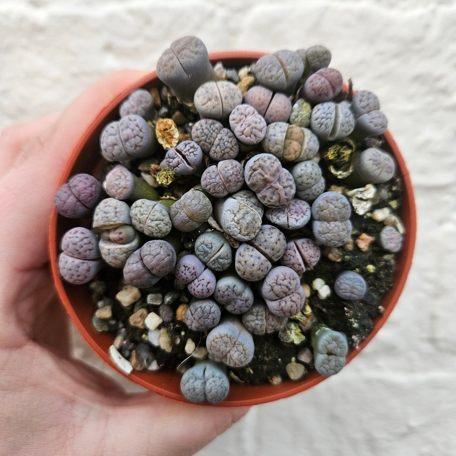 Lithops varieties (Living Stones)